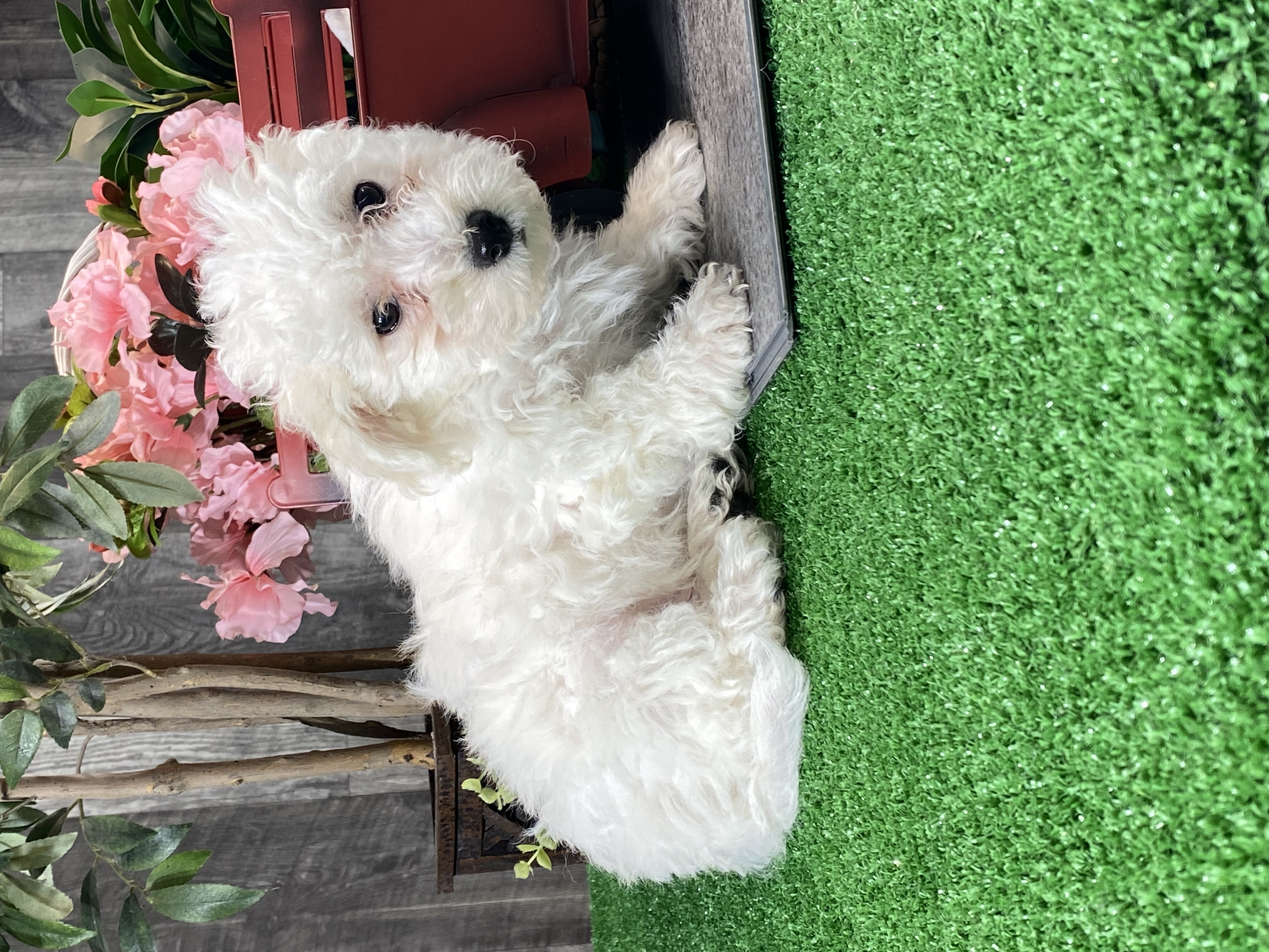 puppy, for, sale, Bichon Frise, Curtis  Martin, dog, breeder, Seneca Falls, NY, dog-breeder, puppy-for-sale, forsale, nearby, find, puppyfind, locator, puppylocator, aca
