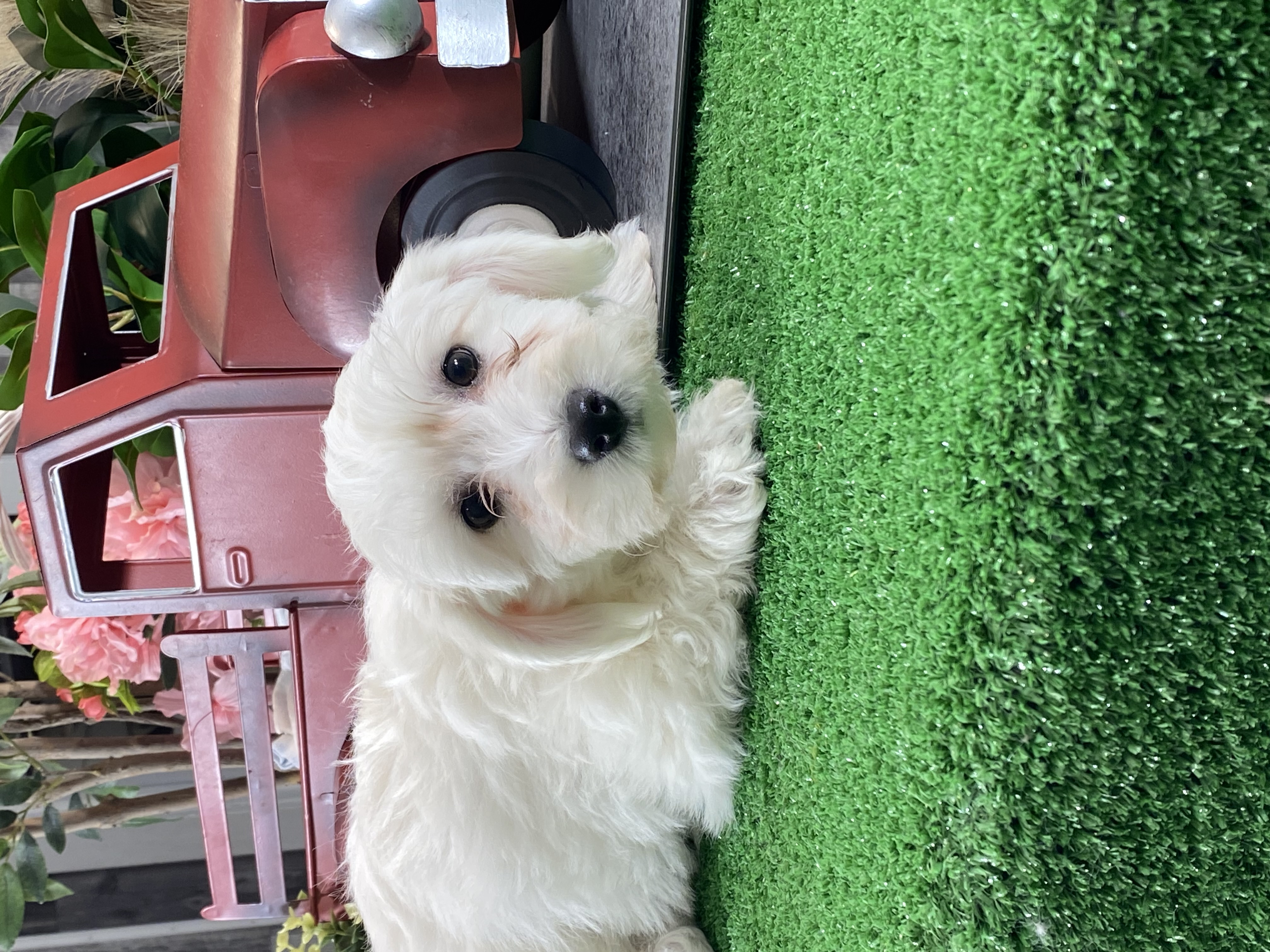 puppy, for, sale, Bichon Frise, Curtis  Martin, dog, breeder, Seneca Falls, NY, dog-breeder, puppy-for-sale, forsale, nearby, find, puppyfind, locator, puppylocator, aca