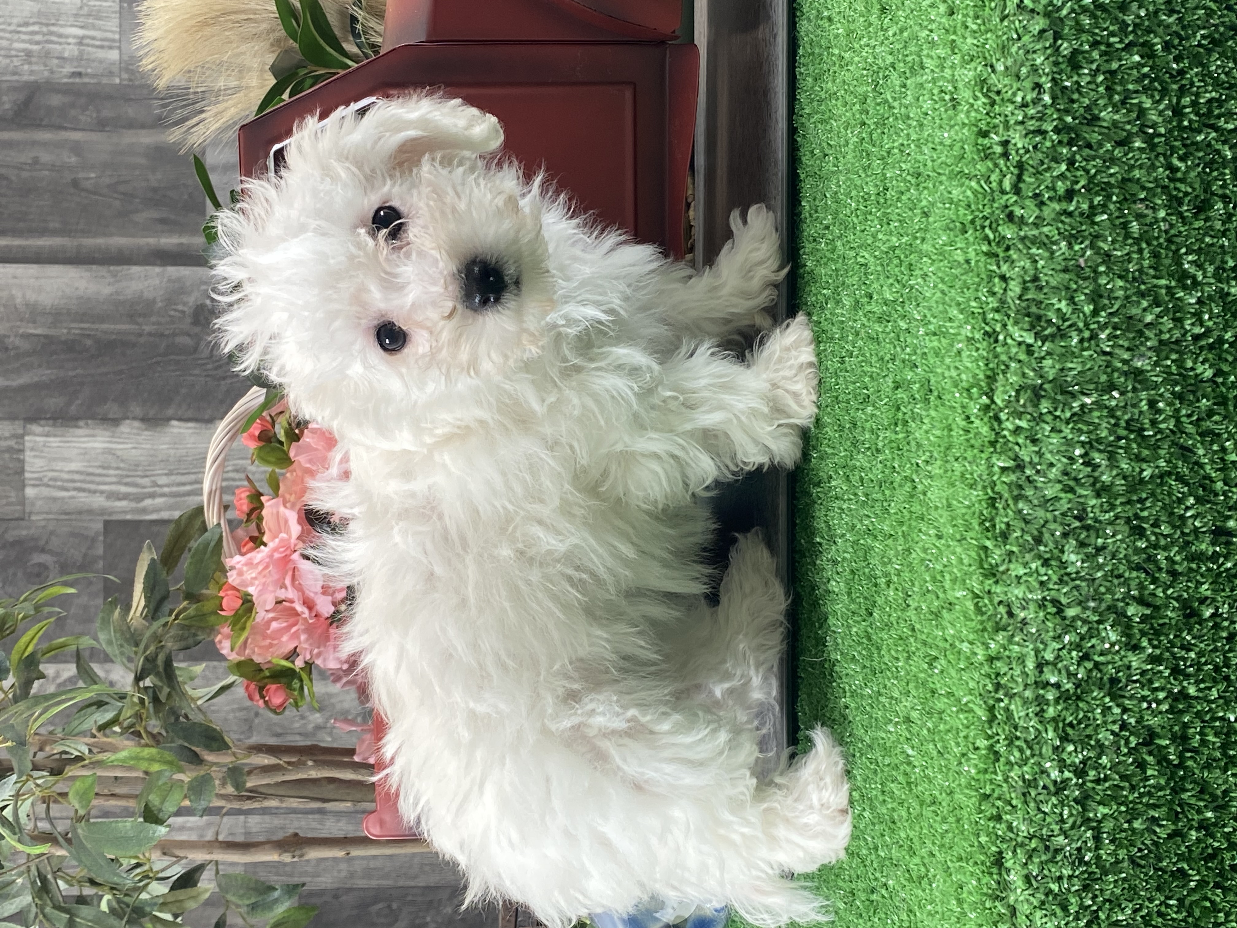 puppy, for, sale, Bichon Frise, Curtis  Martin, dog, breeder, Seneca Falls, NY, dog-breeder, puppy-for-sale, forsale, nearby, find, puppyfind, locator, puppylocator, aca