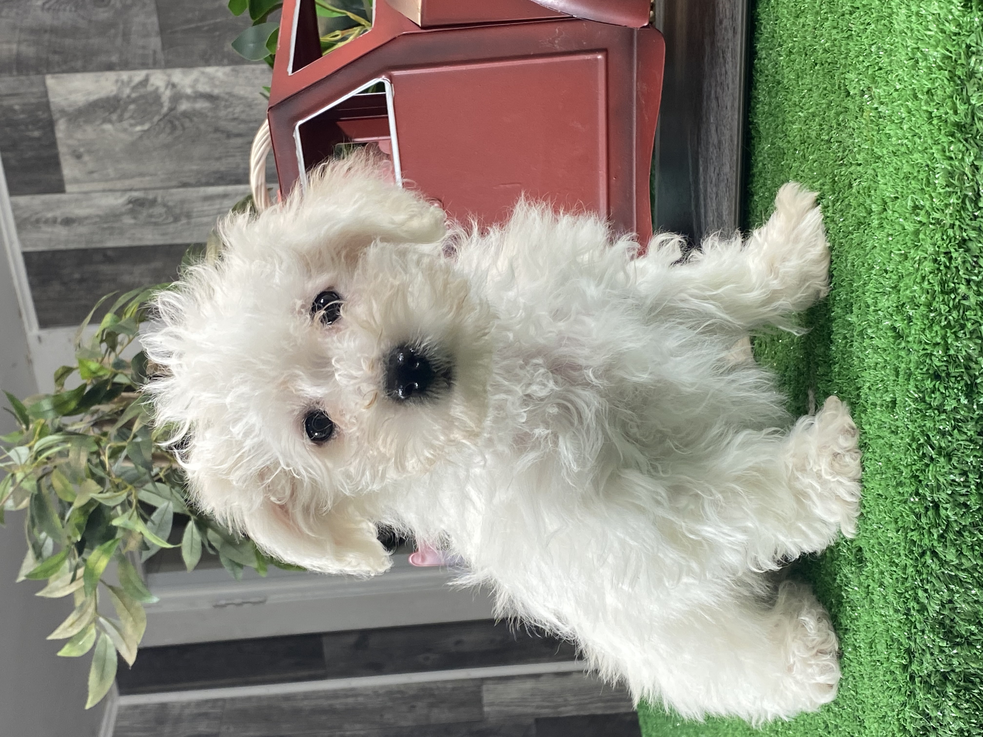 puppy, for, sale, Bichon Frise, Curtis  Martin, dog, breeder, Seneca Falls, NY, dog-breeder, puppy-for-sale, forsale, nearby, find, puppyfind, locator, puppylocator, aca
