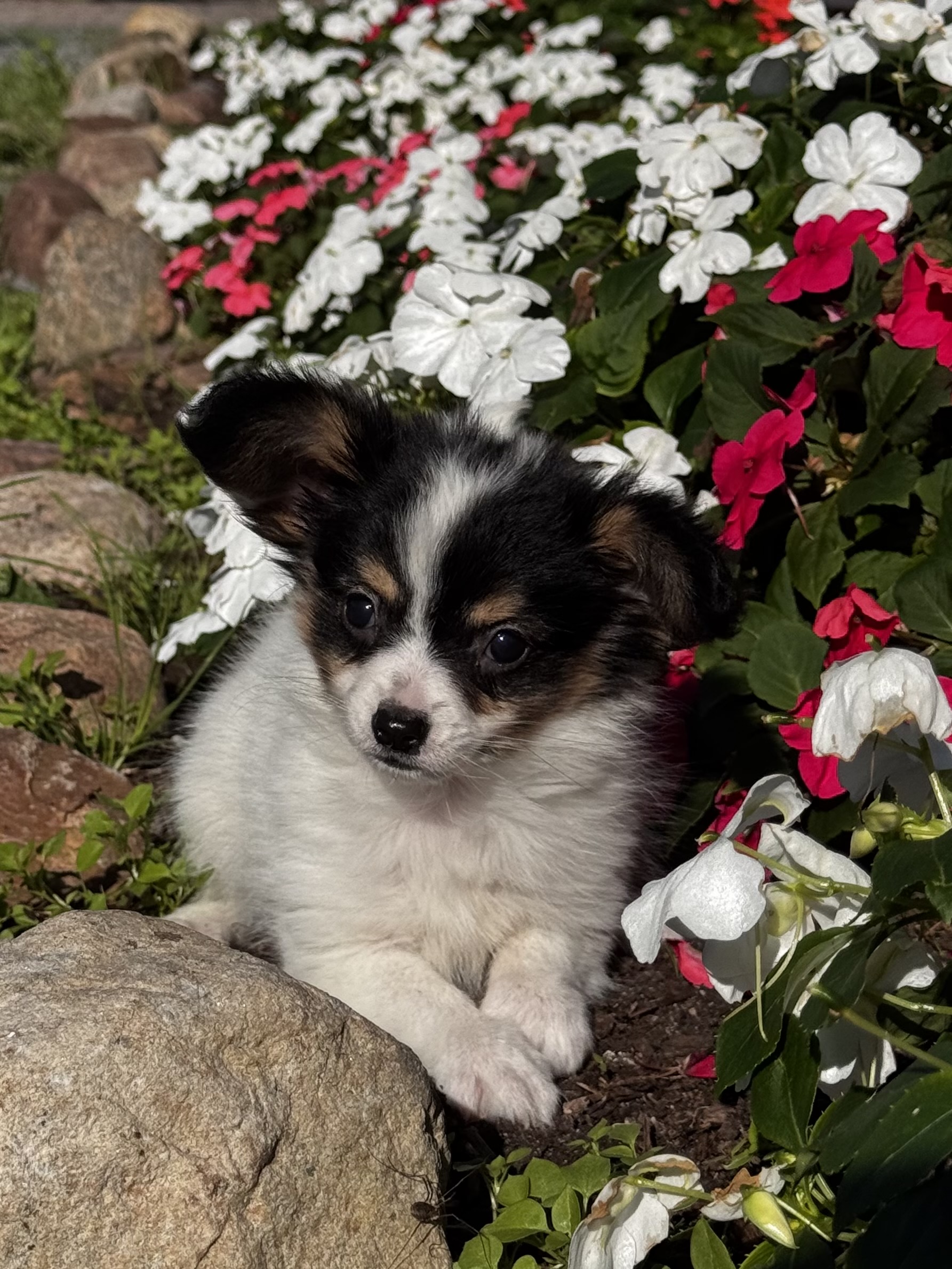 puppy, for, sale, Papillon, Curtis  Martin, dog, breeder, Seneca Falls, NY, dog-breeder, puppy-for-sale, forsale, nearby, find, puppyfind, locator, puppylocator, aca