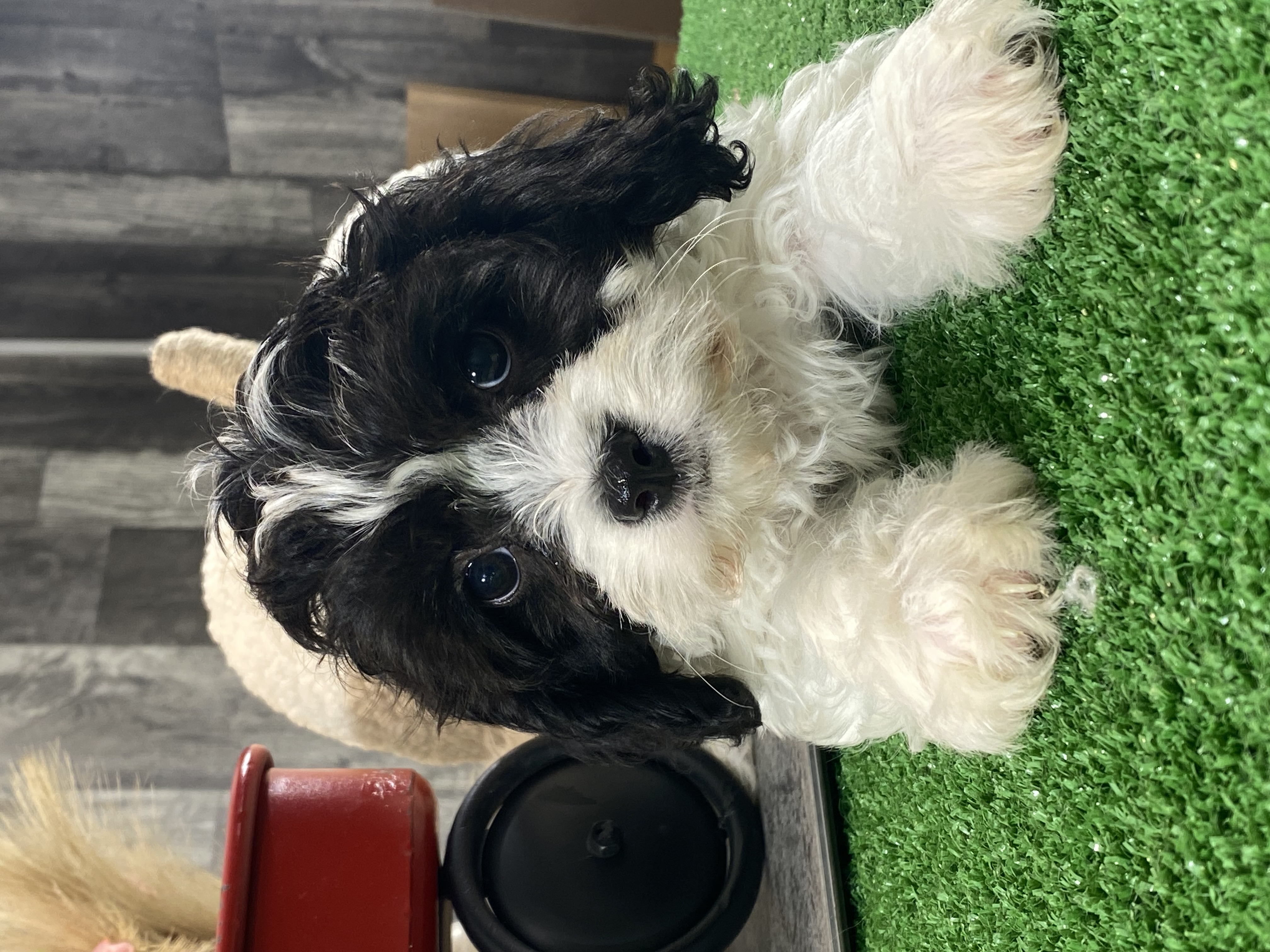 puppy, for, sale, Cavaschon, Curtis  Martin, dog, breeder, Seneca Falls, NY, dog-breeder, puppy-for-sale, forsale, nearby, find, puppyfind, locator, puppylocator, aca