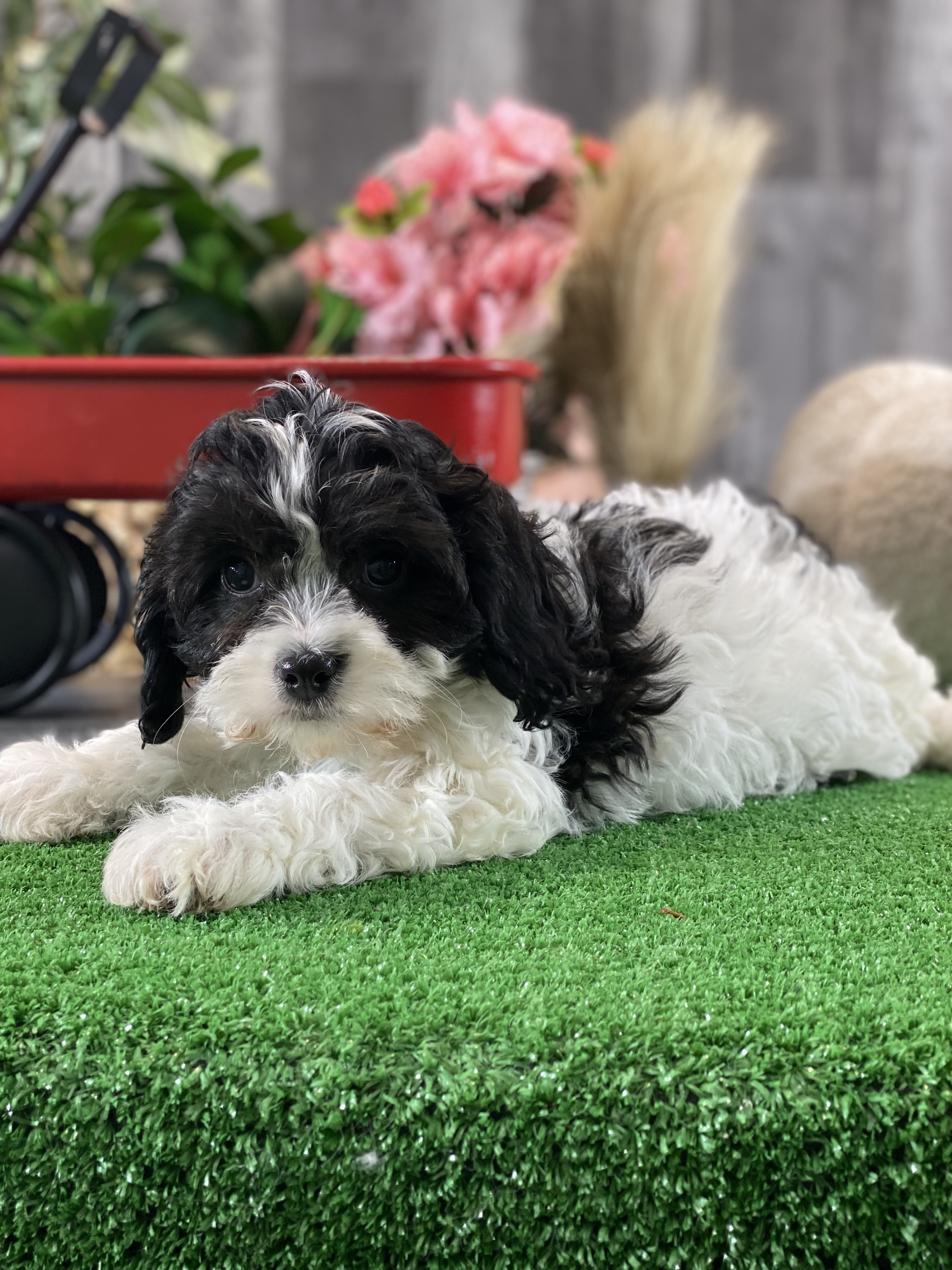 puppy, for, sale, Cavaschon, Curtis  Martin, dog, breeder, Seneca Falls, NY, dog-breeder, puppy-for-sale, forsale, nearby, find, puppyfind, locator, puppylocator, aca