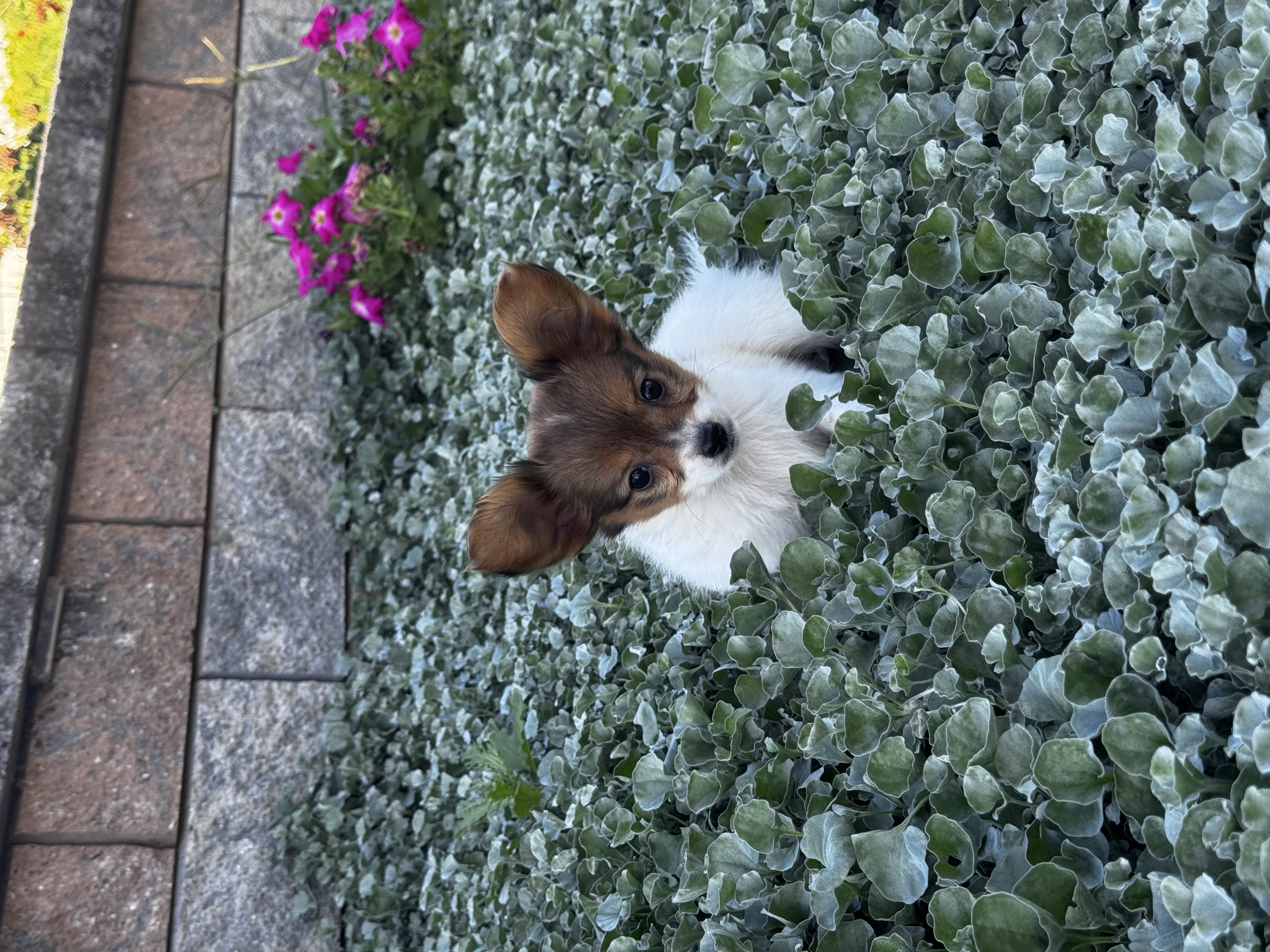 puppy, for, sale, Papillon, Curtis  Martin, dog, breeder, Seneca Falls, NY, dog-breeder, puppy-for-sale, forsale, nearby, find, puppyfind, locator, puppylocator, aca