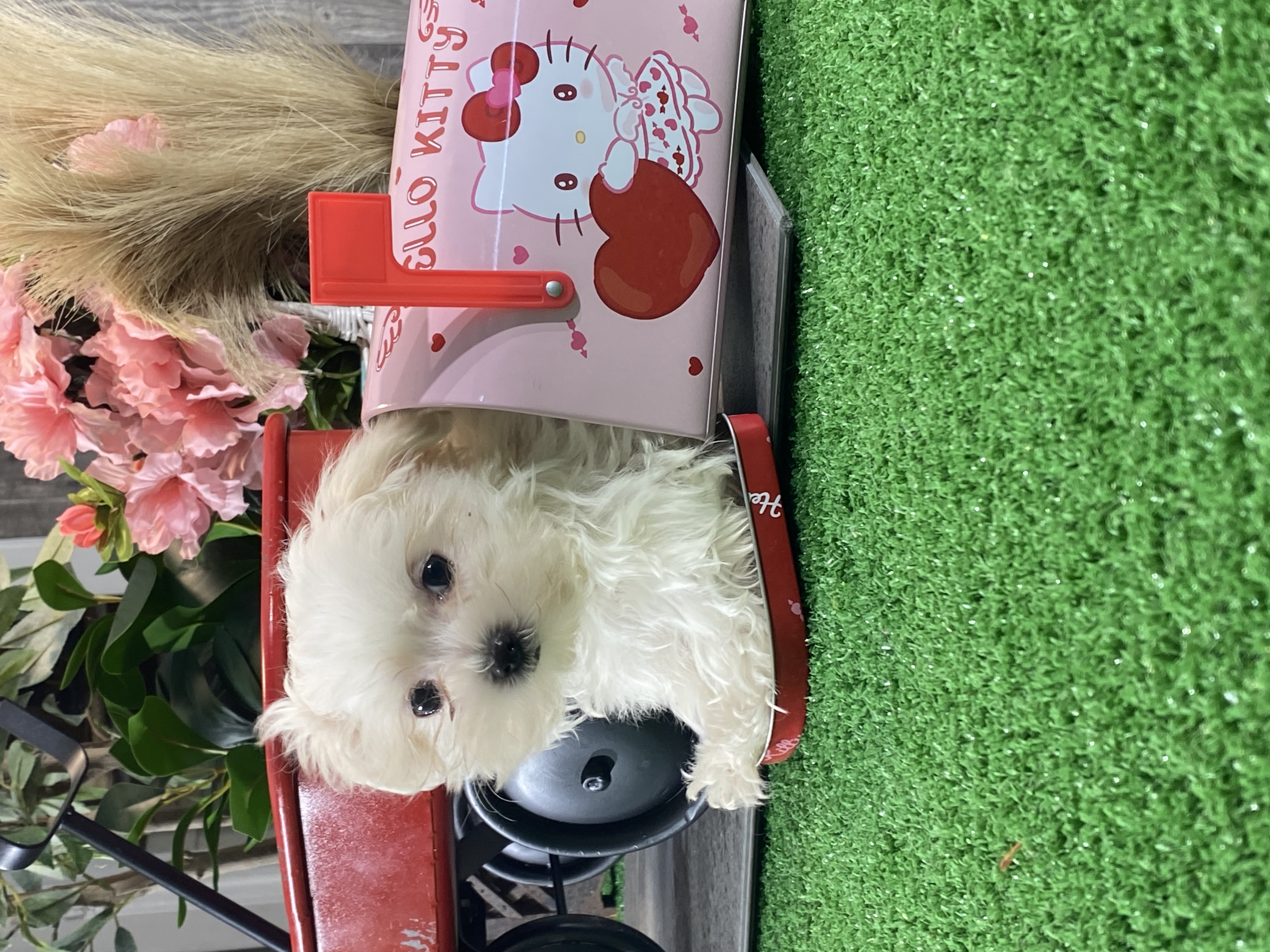 puppy, for, sale, Maltese, Curtis  Martin, dog, breeder, Seneca Falls, NY, dog-breeder, puppy-for-sale, forsale, nearby, find, puppyfind, locator, puppylocator, aca