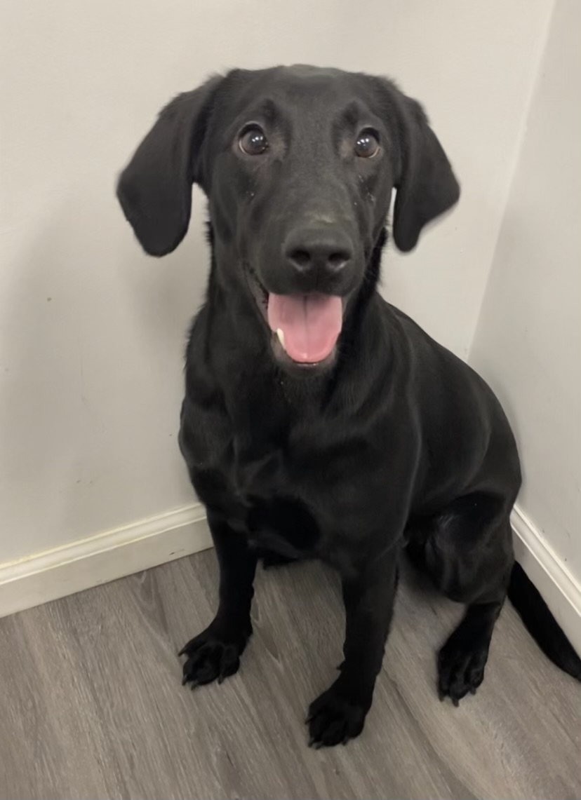 BELLA