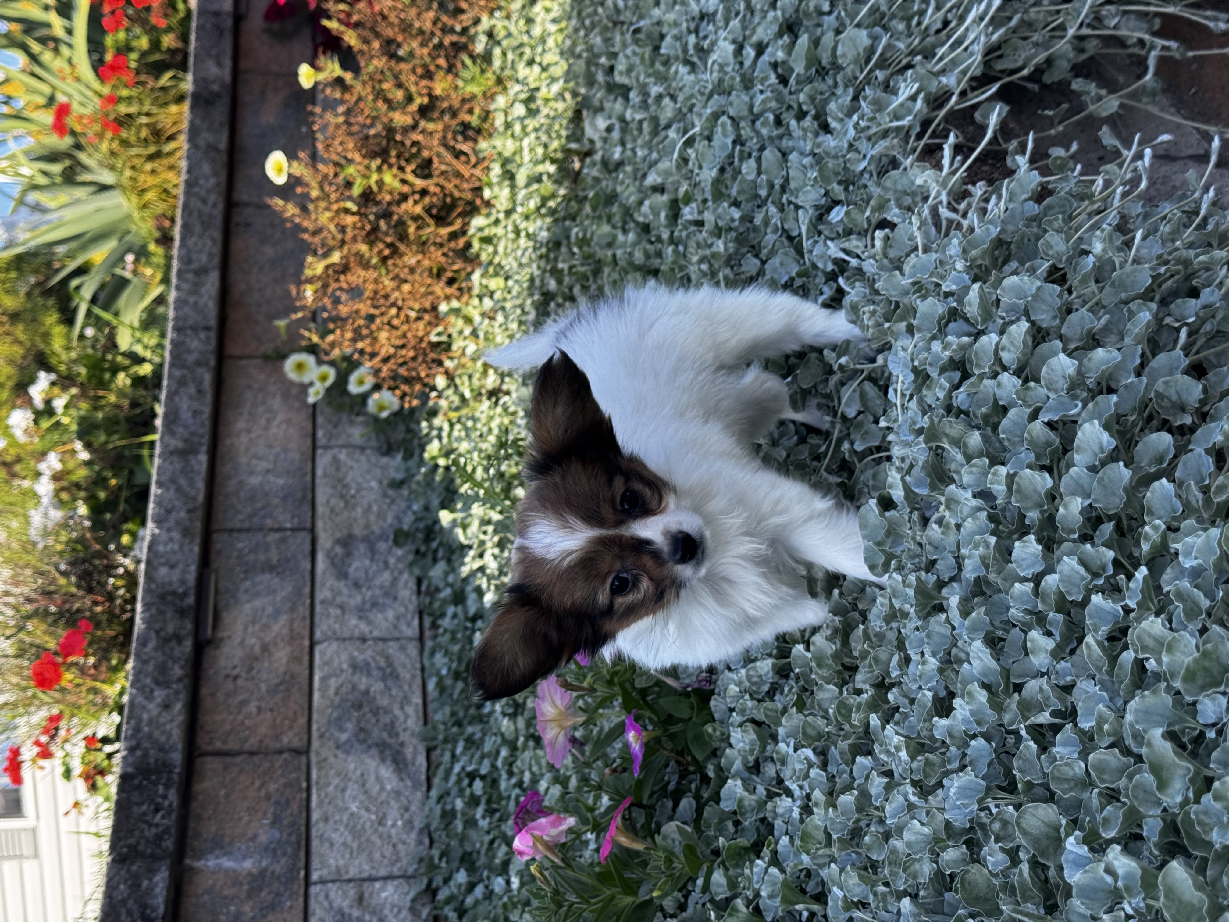 puppy, for, sale, Papillon, Curtis  Martin, dog, breeder, Seneca Falls, NY, dog-breeder, puppy-for-sale, forsale, nearby, find, puppyfind, locator, puppylocator, aca