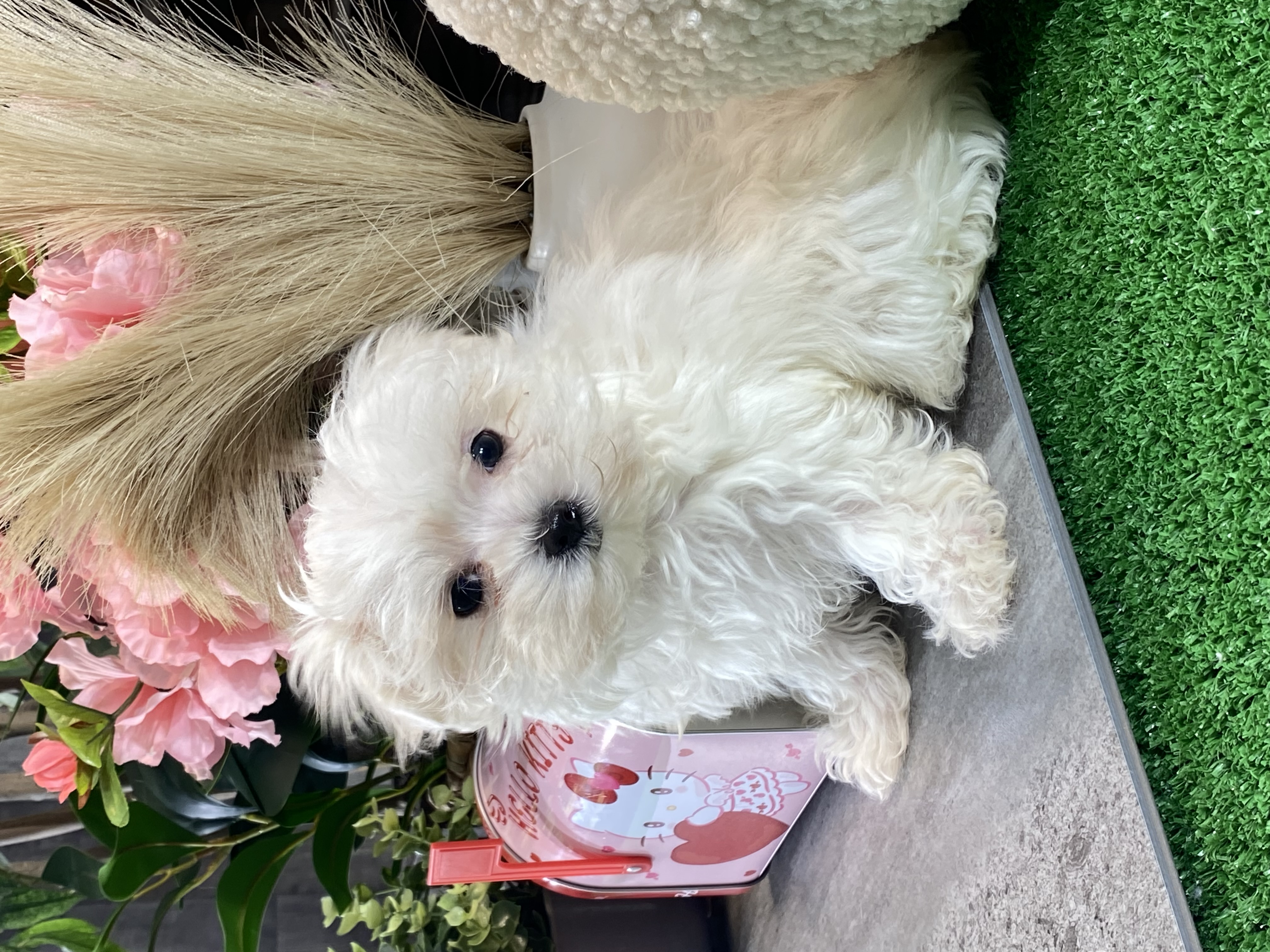 puppy, for, sale, Maltese, Curtis  Martin, dog, breeder, Seneca Falls, NY, dog-breeder, puppy-for-sale, forsale, nearby, find, puppyfind, locator, puppylocator, aca