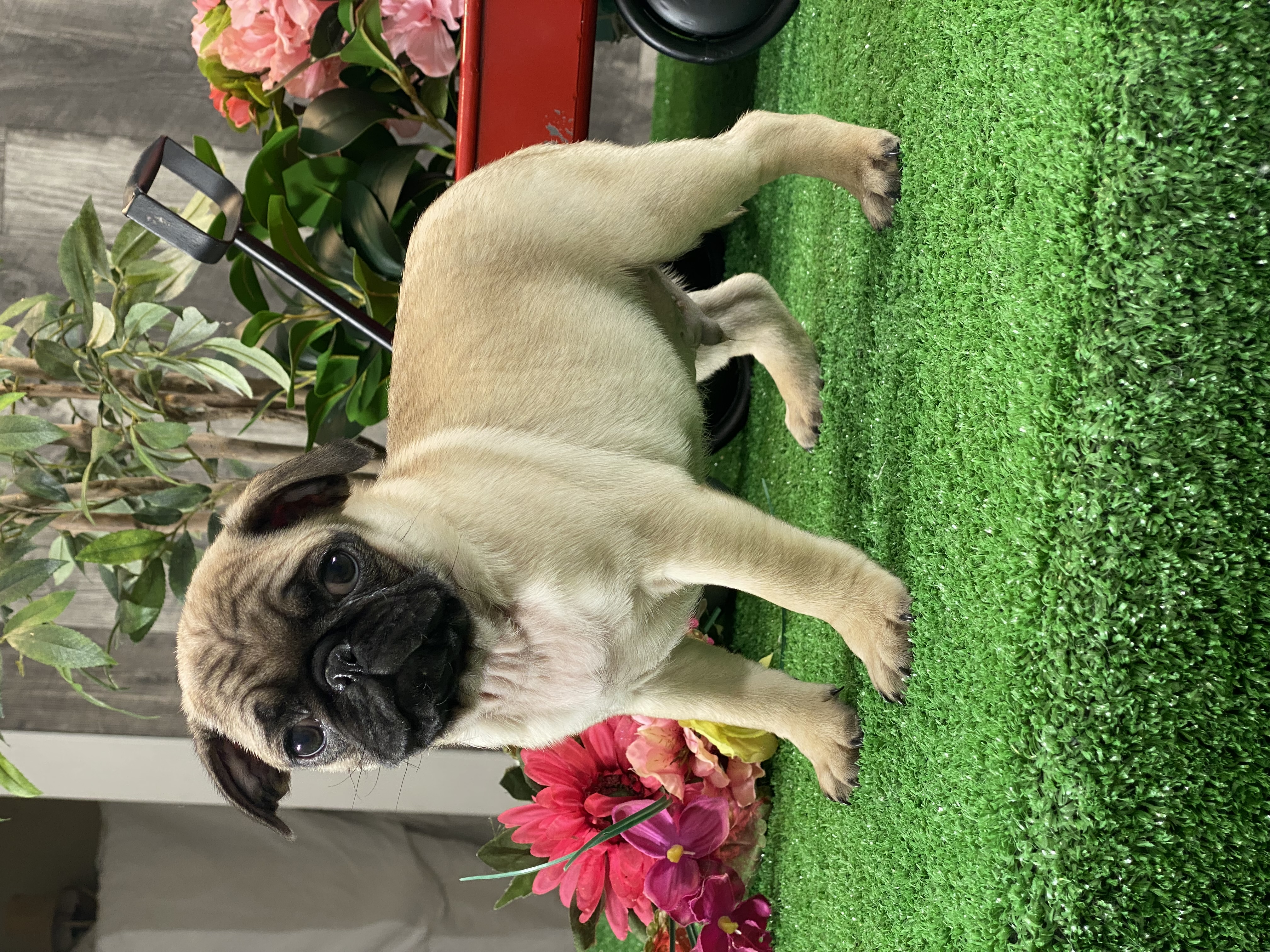 puppy, for, sale, Pug, Curtis  Martin, dog, breeder, Seneca Falls, NY, dog-breeder, puppy-for-sale, forsale, nearby, find, puppyfind, locator, puppylocator, aca