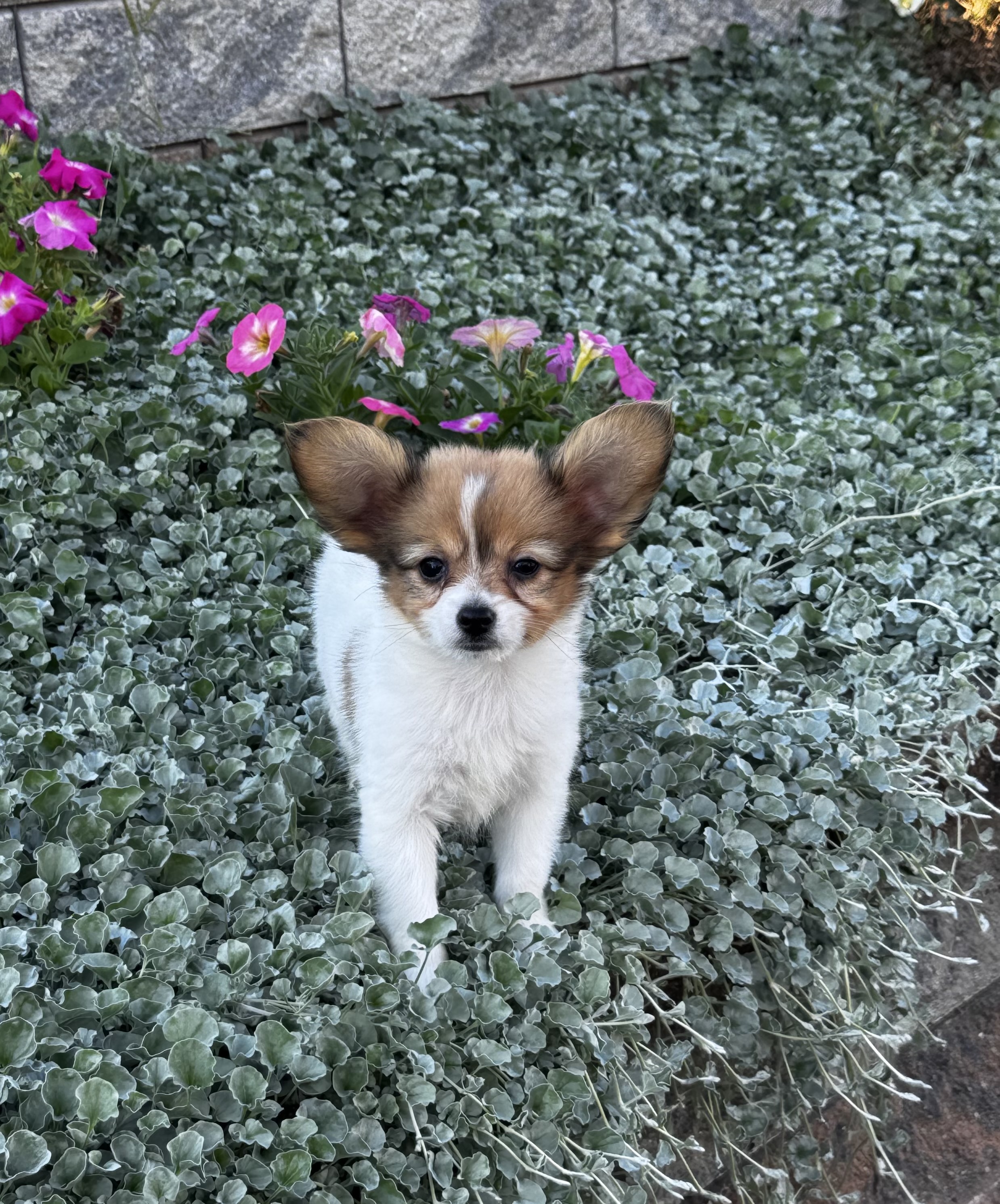 puppy, for, sale, Papillon, Curtis  Martin, dog, breeder, Seneca Falls, NY, dog-breeder, puppy-for-sale, forsale, nearby, find, puppyfind, locator, puppylocator, aca