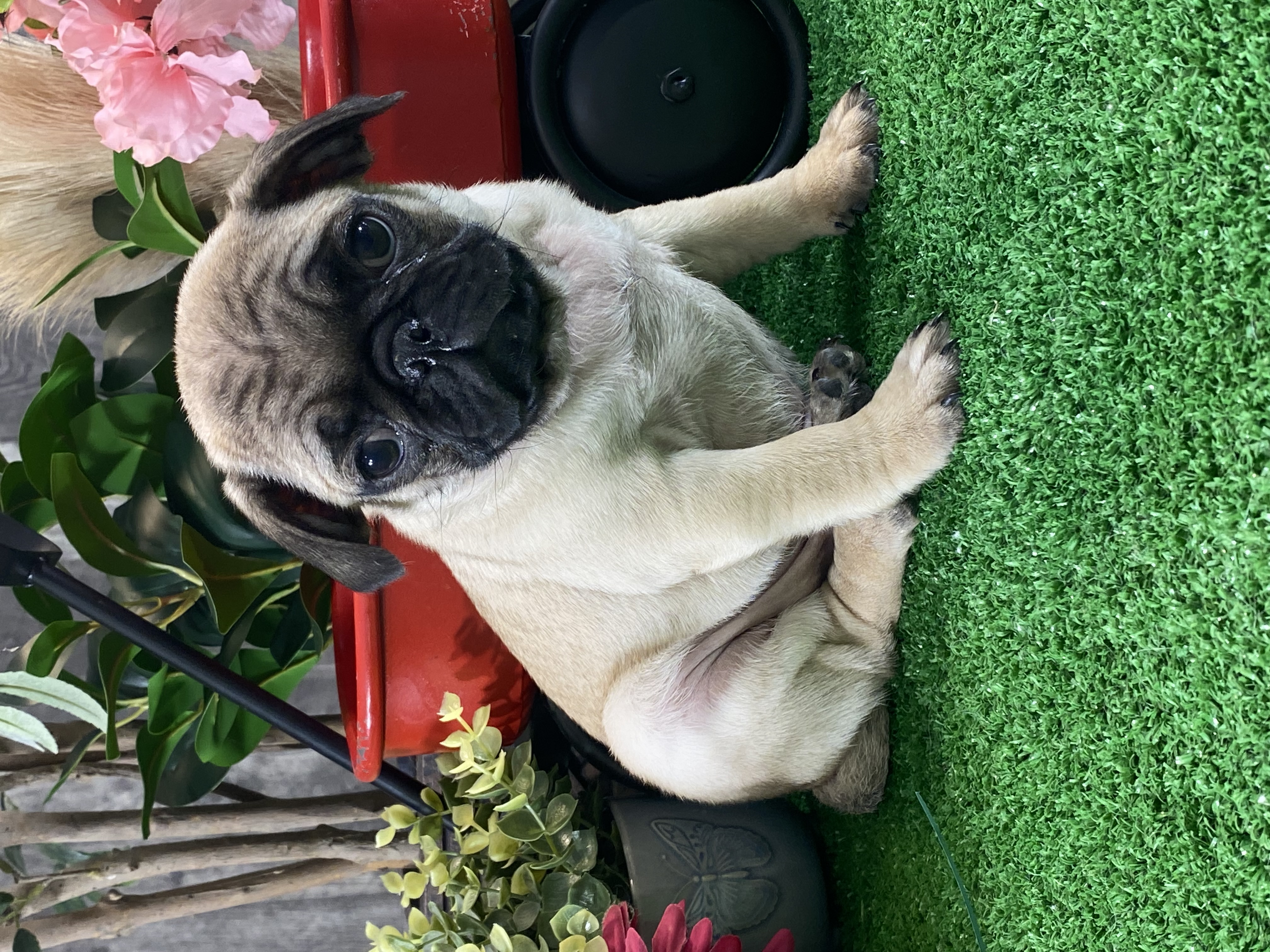puppy, for, sale, Pug, Curtis  Martin, dog, breeder, Seneca Falls, NY, dog-breeder, puppy-for-sale, forsale, nearby, find, puppyfind, locator, puppylocator, aca