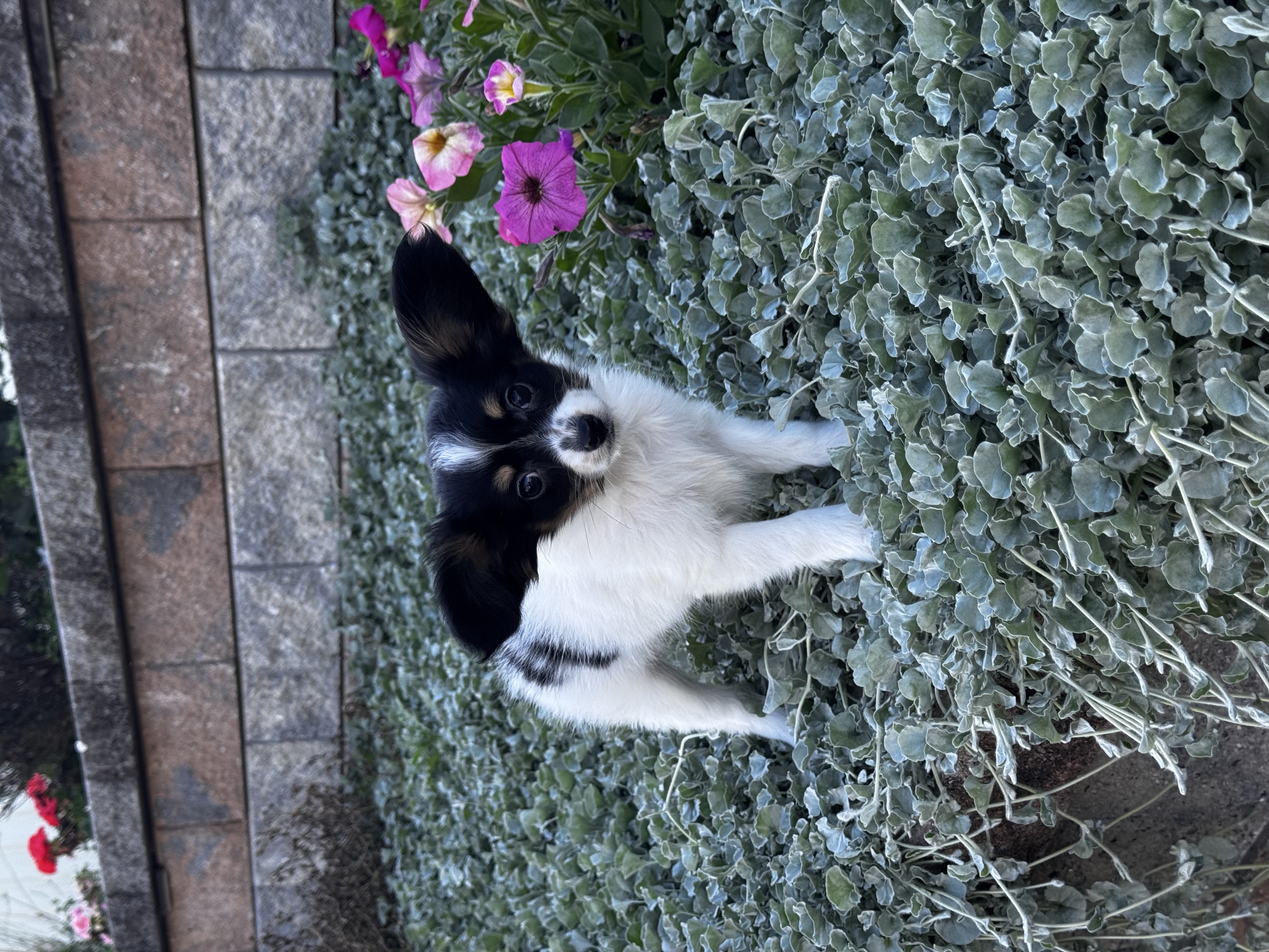 puppy, for, sale, Papillon, Curtis  Martin, dog, breeder, Seneca Falls, NY, dog-breeder, puppy-for-sale, forsale, nearby, find, puppyfind, locator, puppylocator, aca