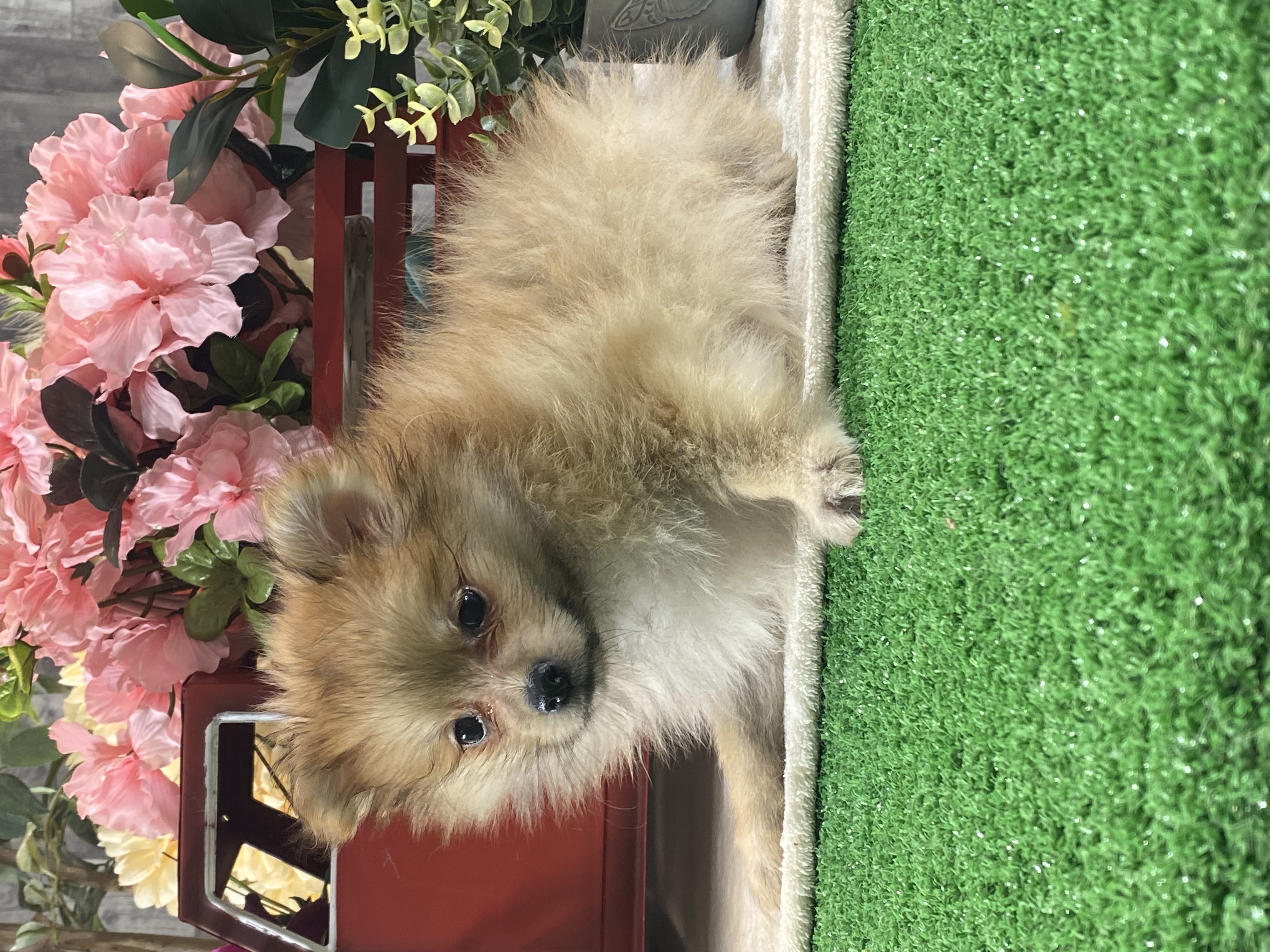 puppy, for, sale, Pomeranian, Curtis  Martin, dog, breeder, Seneca Falls, NY, dog-breeder, puppy-for-sale, forsale, nearby, find, puppyfind, locator, puppylocator, aca