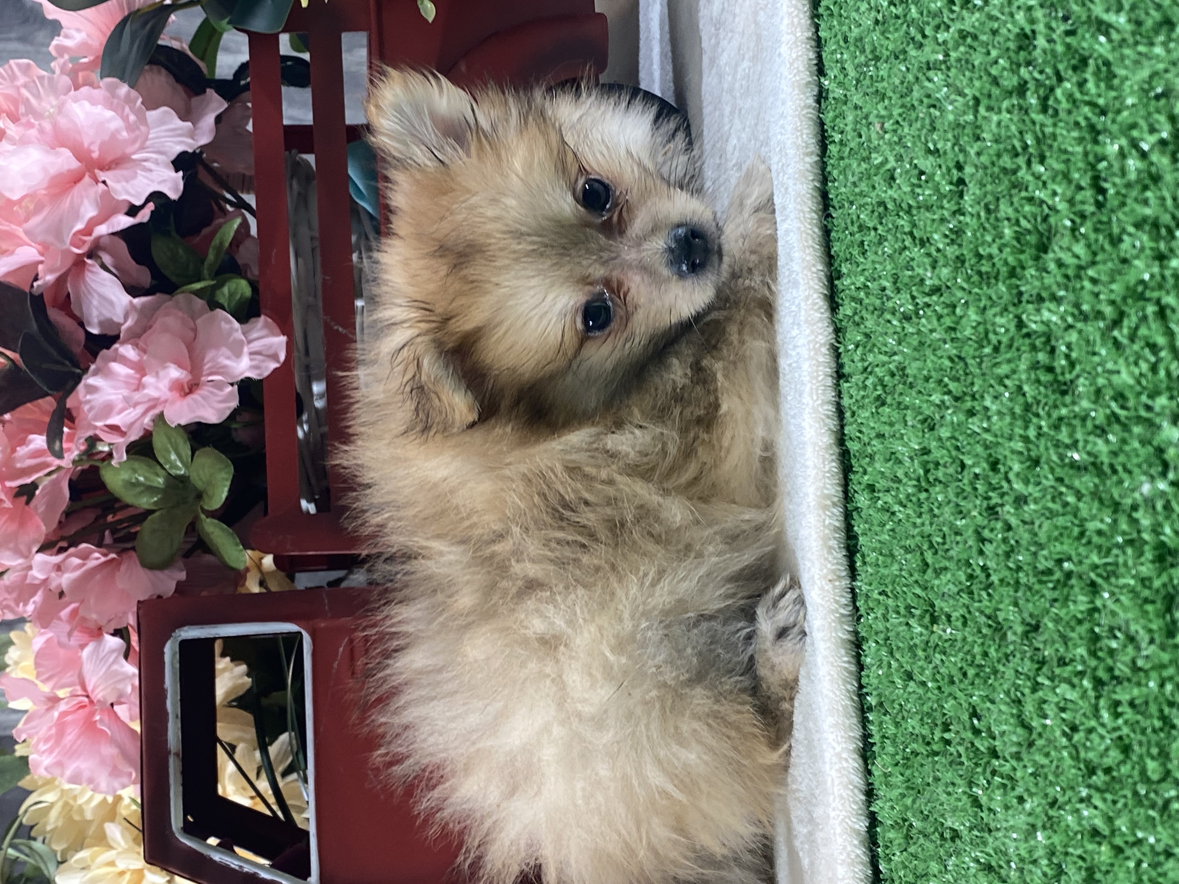 puppy, for, sale, Pomeranian, Curtis  Martin, dog, breeder, Seneca Falls, NY, dog-breeder, puppy-for-sale, forsale, nearby, find, puppyfind, locator, puppylocator, aca