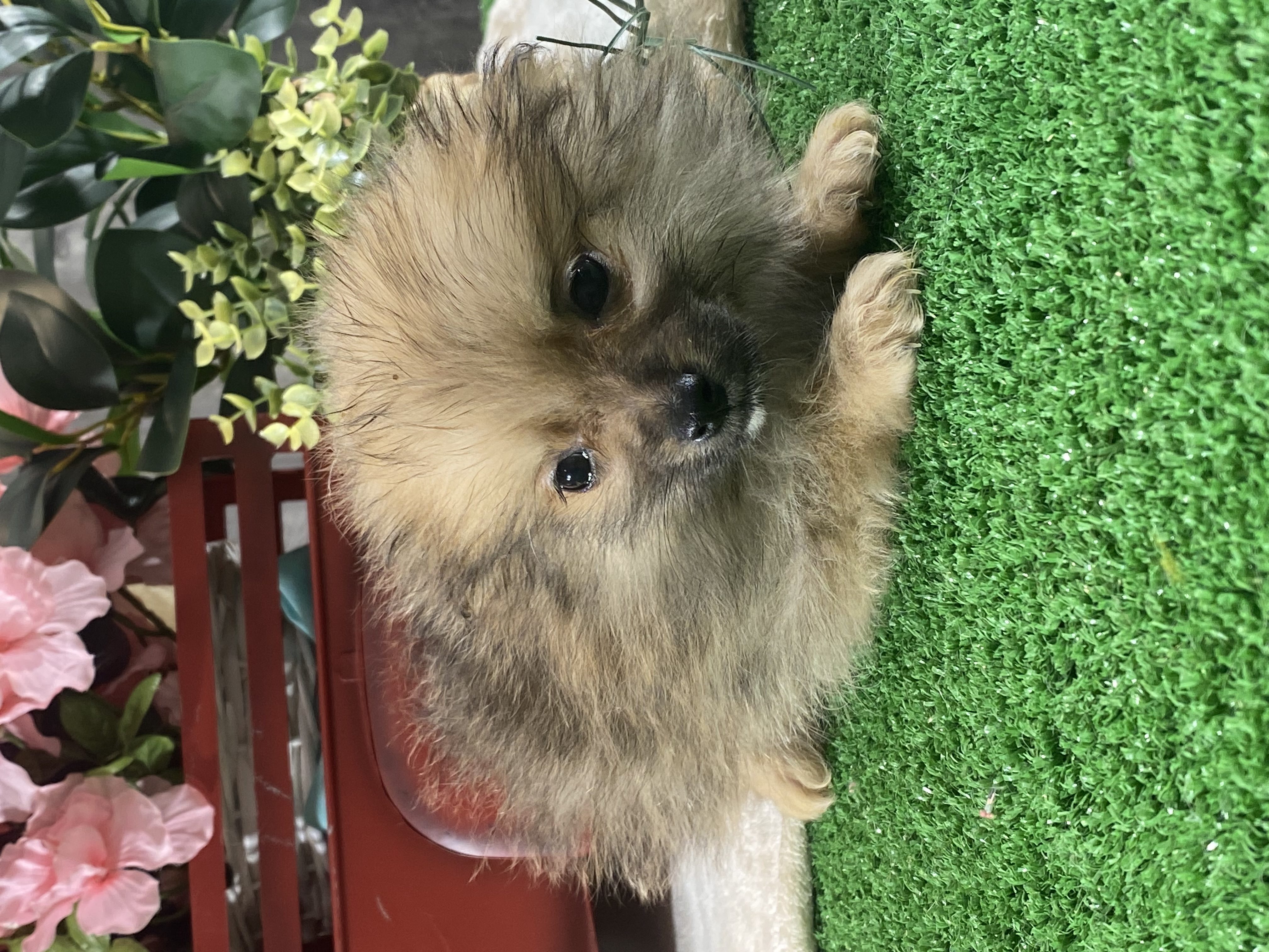 puppy, for, sale, Pomeranian, Curtis  Martin, dog, breeder, Seneca Falls, NY, dog-breeder, puppy-for-sale, forsale, nearby, find, puppyfind, locator, puppylocator, aca