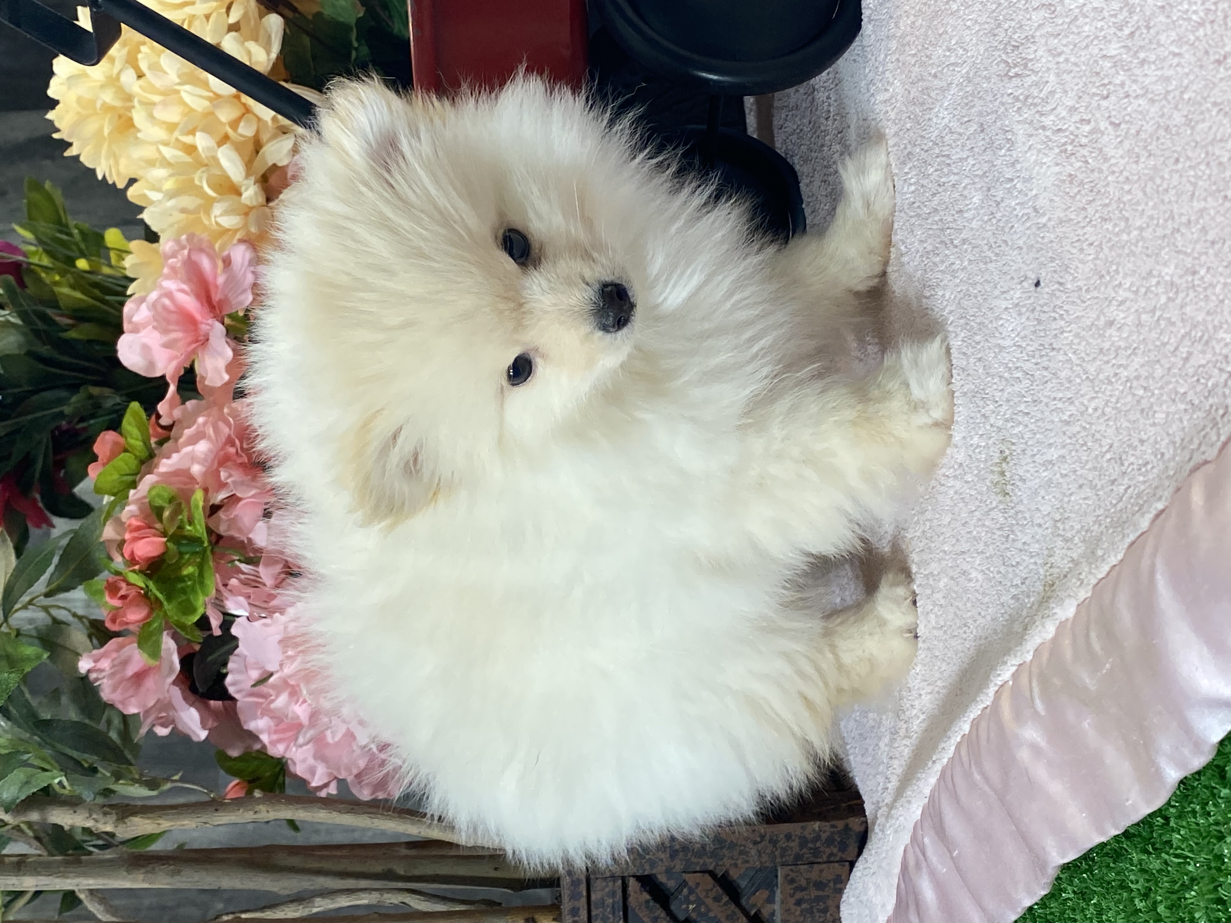 puppy, for, sale, Pomeranian, Curtis  Martin, dog, breeder, Seneca Falls, NY, dog-breeder, puppy-for-sale, forsale, nearby, find, puppyfind, locator, puppylocator, aca