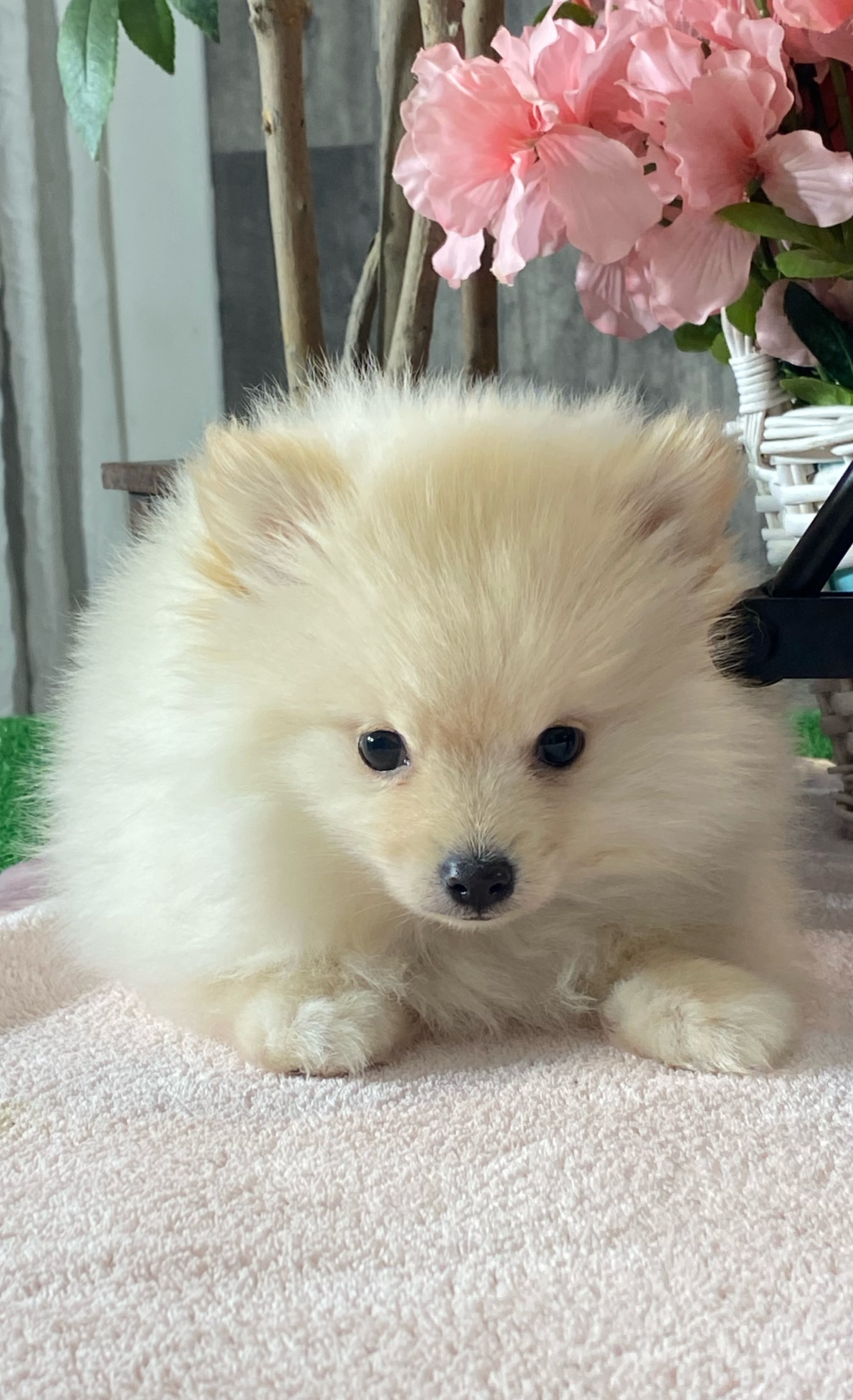 puppy, for, sale, Pomeranian, Curtis  Martin, dog, breeder, Seneca Falls, NY, dog-breeder, puppy-for-sale, forsale, nearby, find, puppyfind, locator, puppylocator, aca