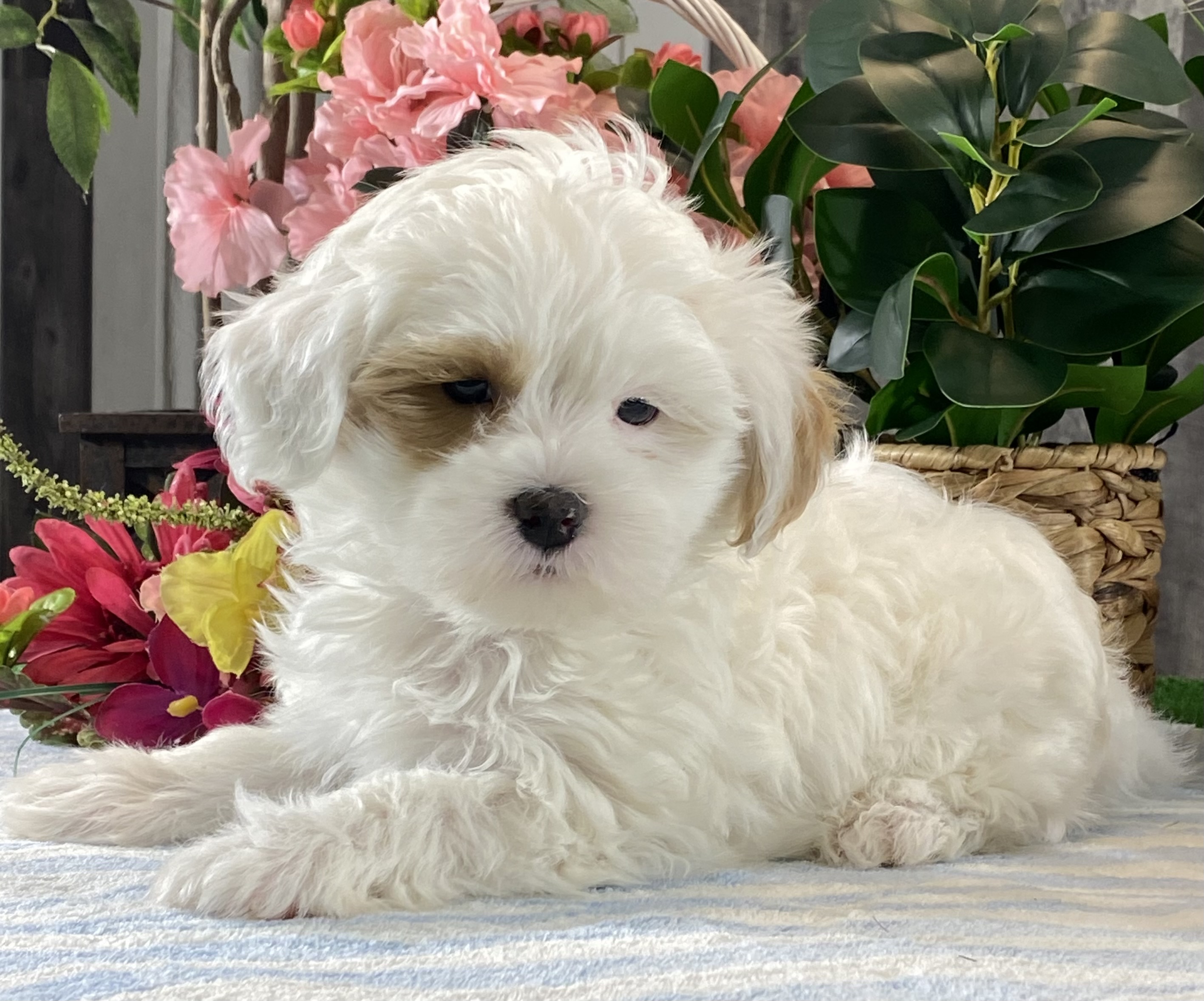 puppy, for, sale, Shih Tzu  - Poodle, Curtis  Martin, dog, breeder, Seneca Falls, NY, dog-breeder, puppy-for-sale, forsale, nearby, find, puppyfind, locator, puppylocator, aca