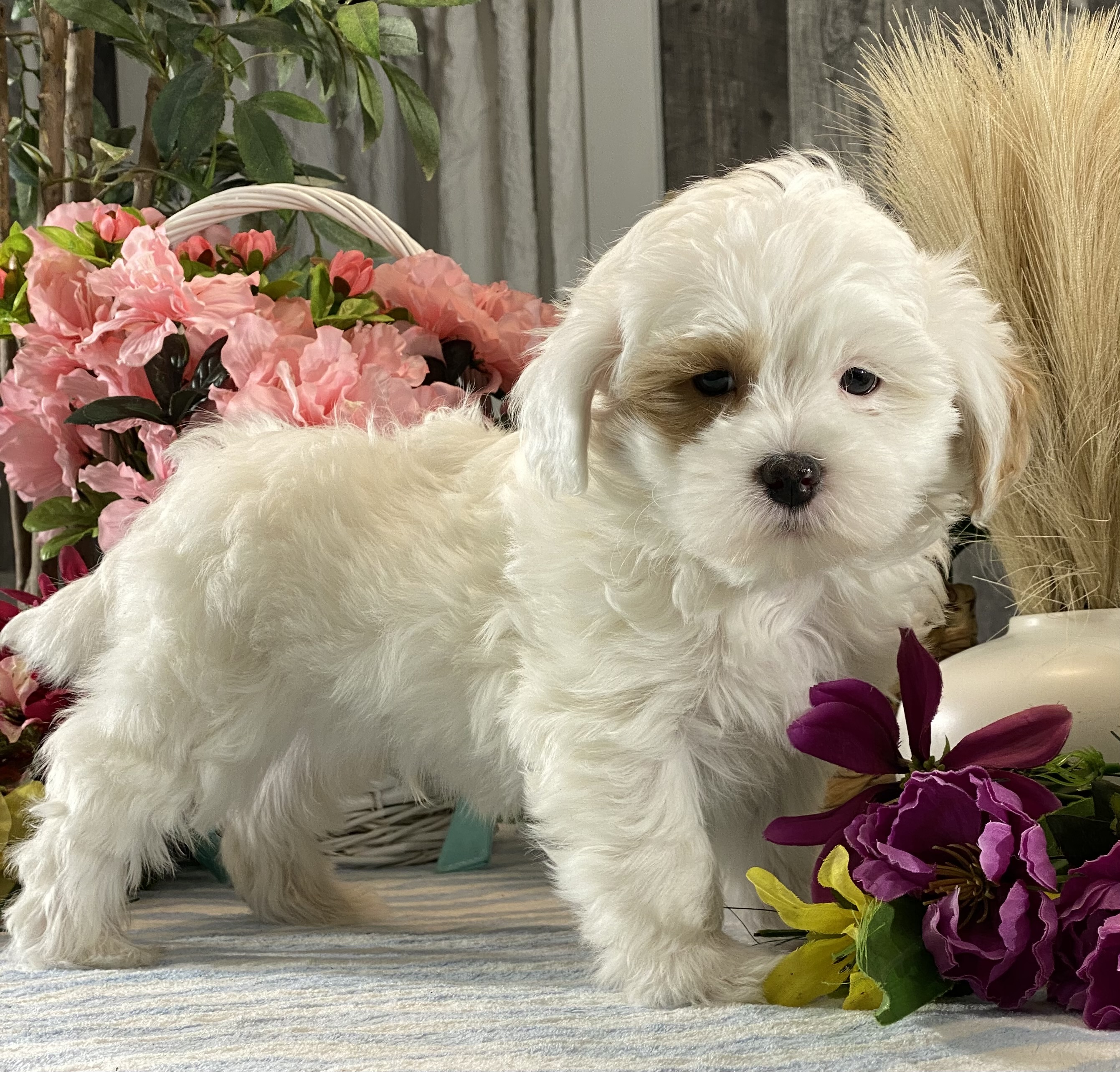 puppy, for, sale, Shih Tzu  - Poodle, Curtis  Martin, dog, breeder, Seneca Falls, NY, dog-breeder, puppy-for-sale, forsale, nearby, find, puppyfind, locator, puppylocator, aca