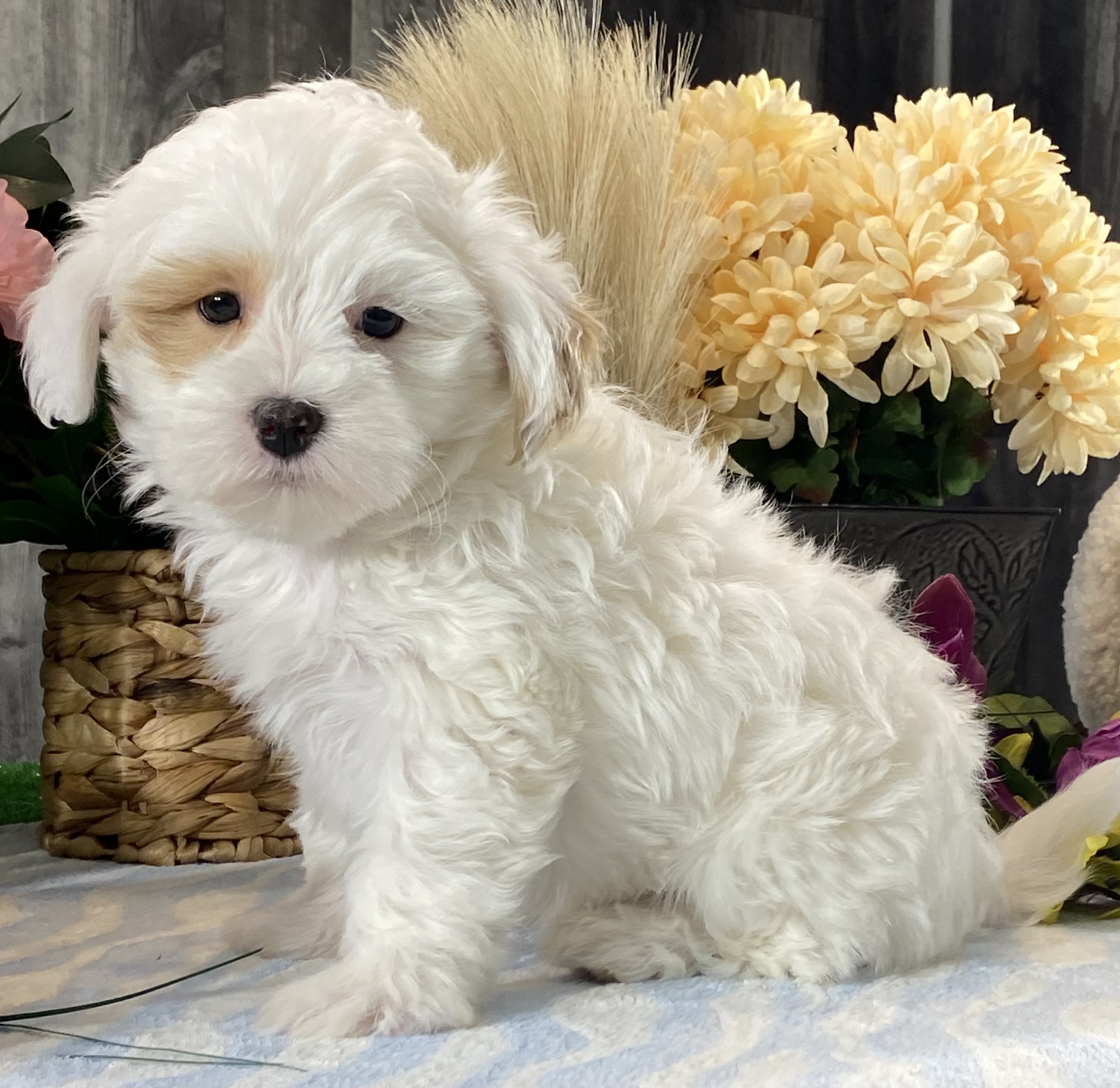 puppy, for, sale, Shih Tzu  - Poodle, Curtis  Martin, dog, breeder, Seneca Falls, NY, dog-breeder, puppy-for-sale, forsale, nearby, find, puppyfind, locator, puppylocator, aca