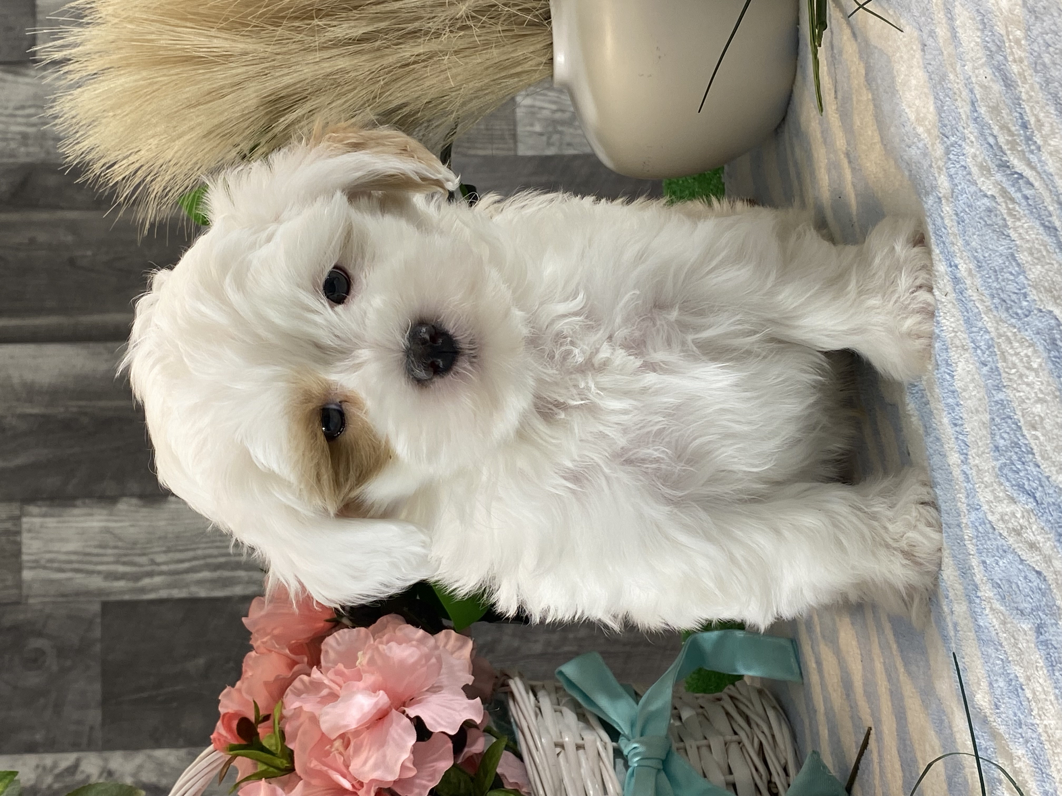 puppy, for, sale, Shih Tzu  - Poodle, Curtis  Martin, dog, breeder, Seneca Falls, NY, dog-breeder, puppy-for-sale, forsale, nearby, find, puppyfind, locator, puppylocator, aca