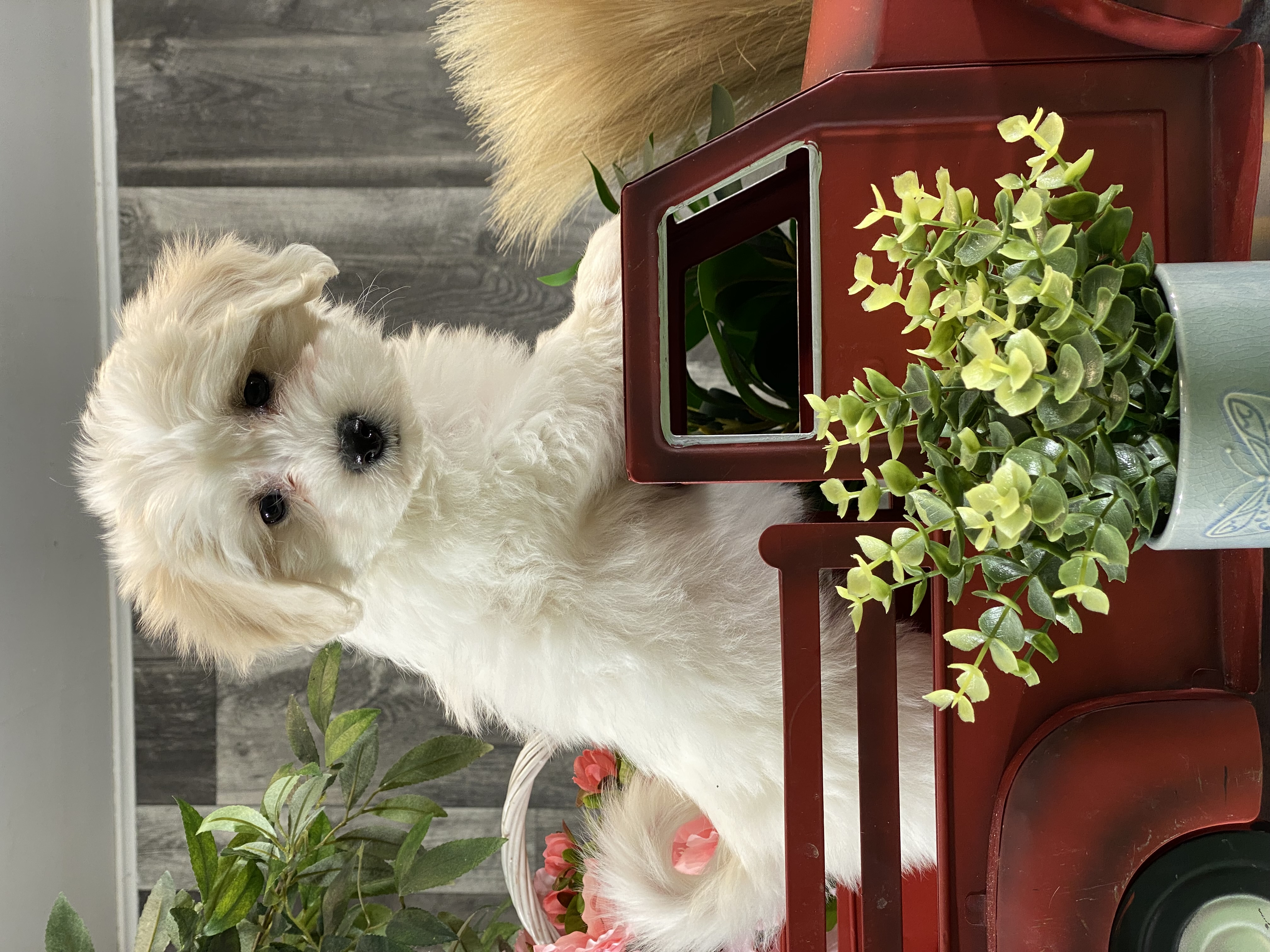 puppy, for, sale, Coton de Tulear/Bichon, Curtis  Martin, dog, breeder, Seneca Falls, NY, dog-breeder, puppy-for-sale, forsale, nearby, find, puppyfind, locator, puppylocator, aca