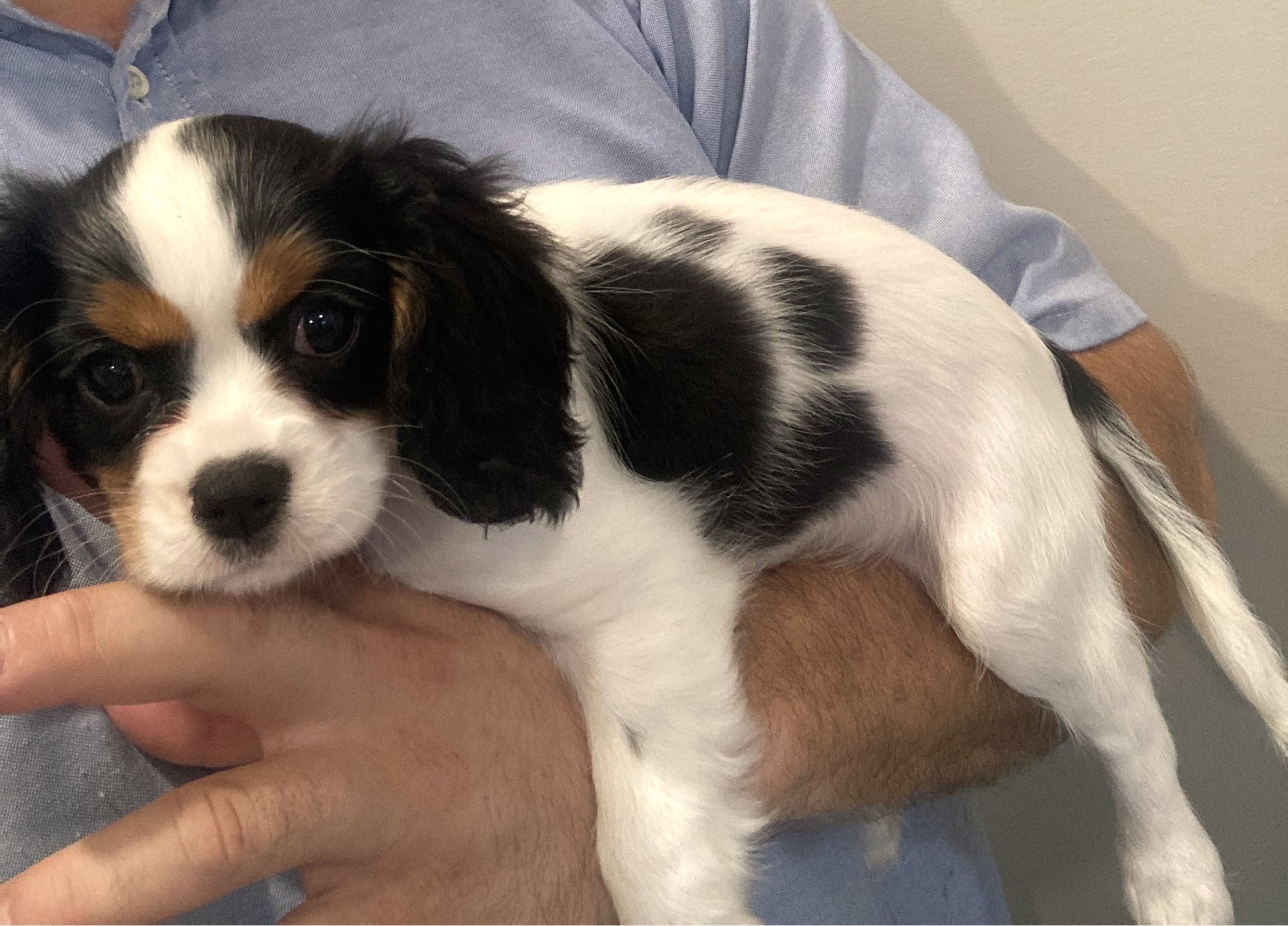 puppy, for, sale, Cavalier King Charles Spaniel,   Little Stream Estates LLC, dog, breeder, Lititz, PA, dog-breeder, puppy-for-sale, forsale, nearby, find, puppyfind, locator, puppylocator, aca