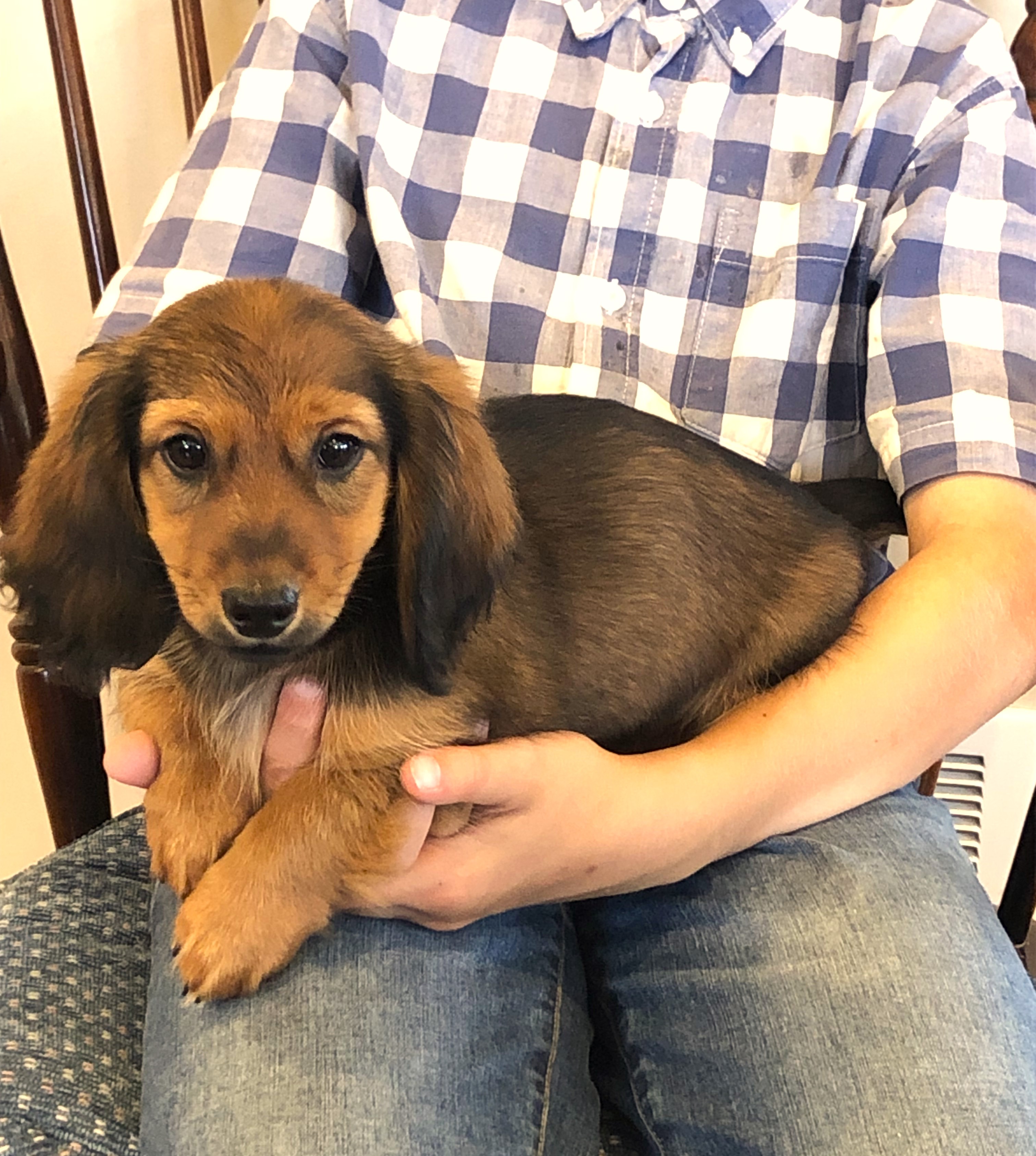 puppy, for, sale, Dachshund,   Little Stream Estates LLC, dog, breeder, Lititz, PA, dog-breeder, puppy-for-sale, forsale, nearby, find, puppyfind, locator, puppylocator, aca