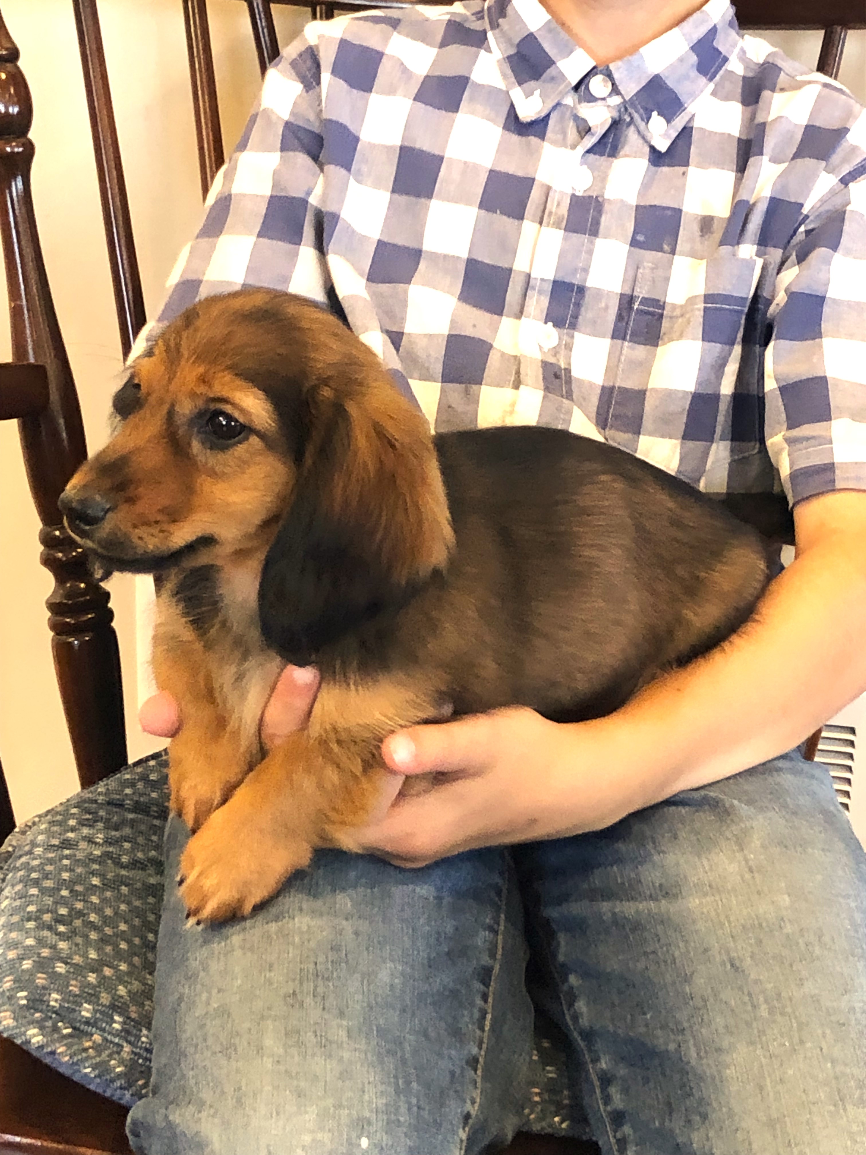 puppy, for, sale, Dachshund,   Little Stream Estates LLC, dog, breeder, Lititz, PA, dog-breeder, puppy-for-sale, forsale, nearby, find, puppyfind, locator, puppylocator, aca