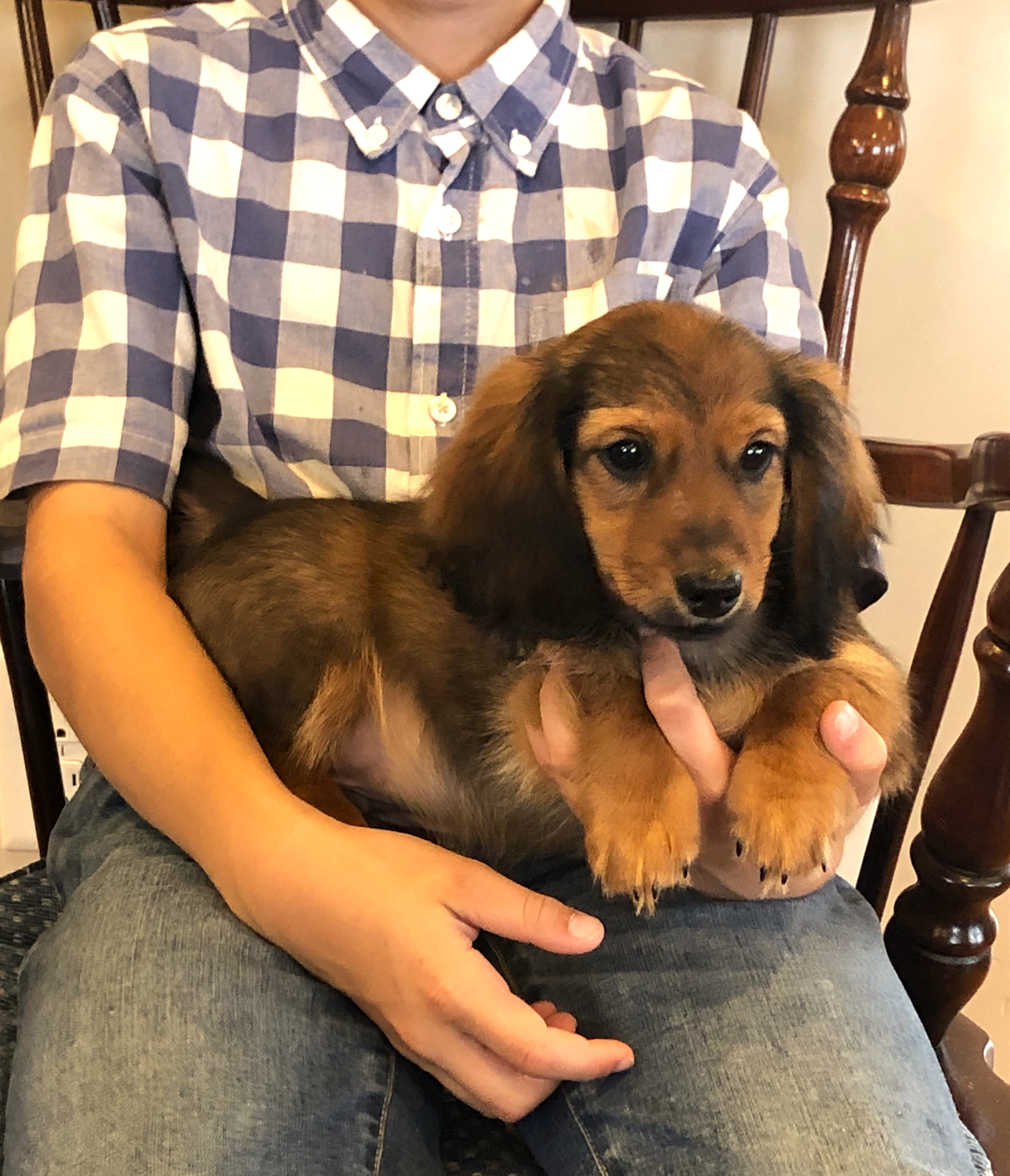 puppy, for, sale, Dachshund,   Little Stream Estates LLC, dog, breeder, Lititz, PA, dog-breeder, puppy-for-sale, forsale, nearby, find, puppyfind, locator, puppylocator, aca