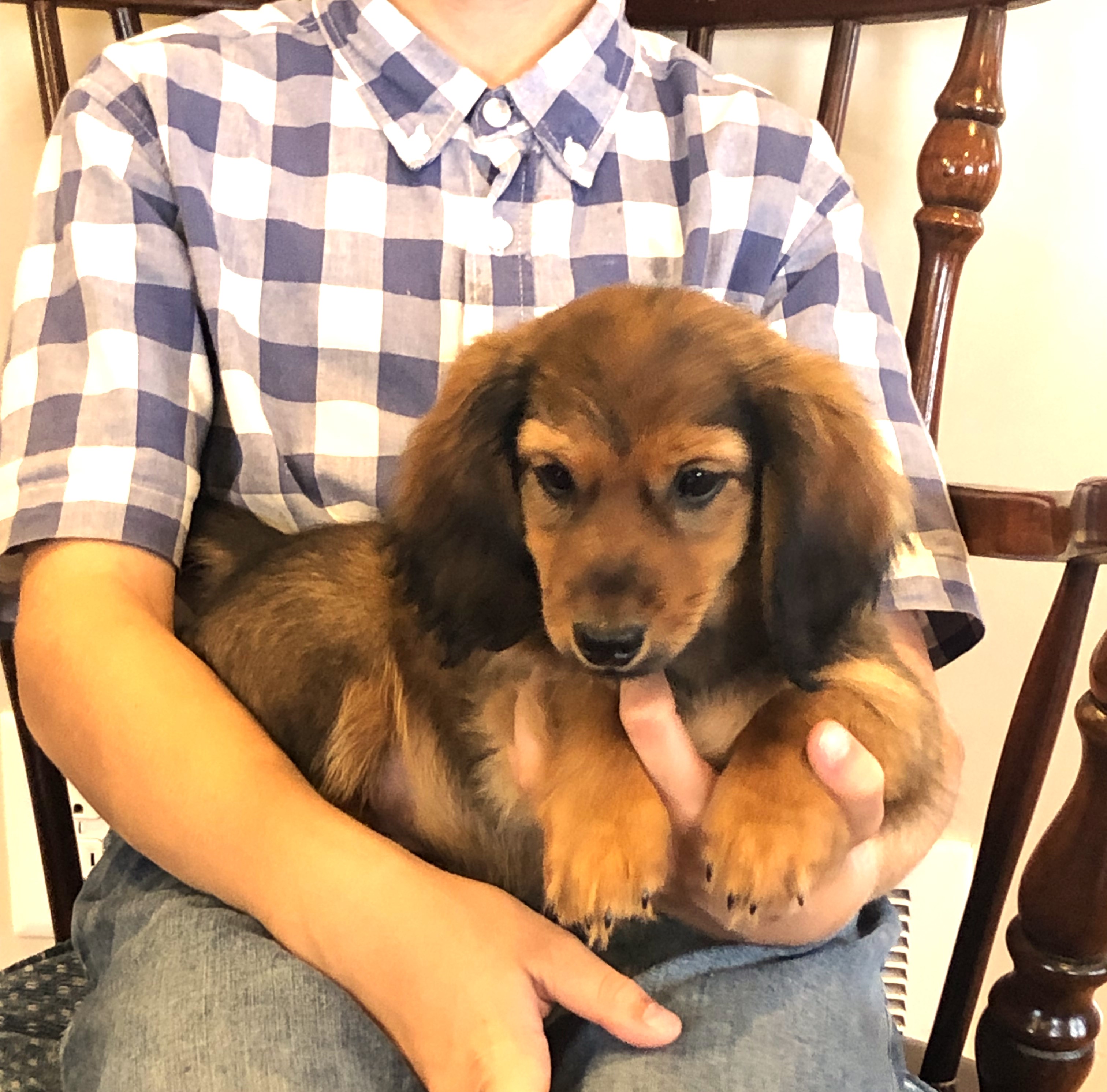 puppy, for, sale, Dachshund,   Little Stream Estates LLC, dog, breeder, Lititz, PA, dog-breeder, puppy-for-sale, forsale, nearby, find, puppyfind, locator, puppylocator, aca