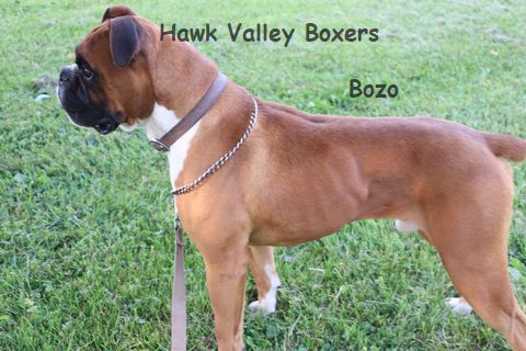 puppy, for, sale, boxer, Leon M Martin, dog, breeder, Denver, PA, dog-breeder, puppy-for-sale, forsale, nearby, find, puppyfind, locator, puppylocator, aca