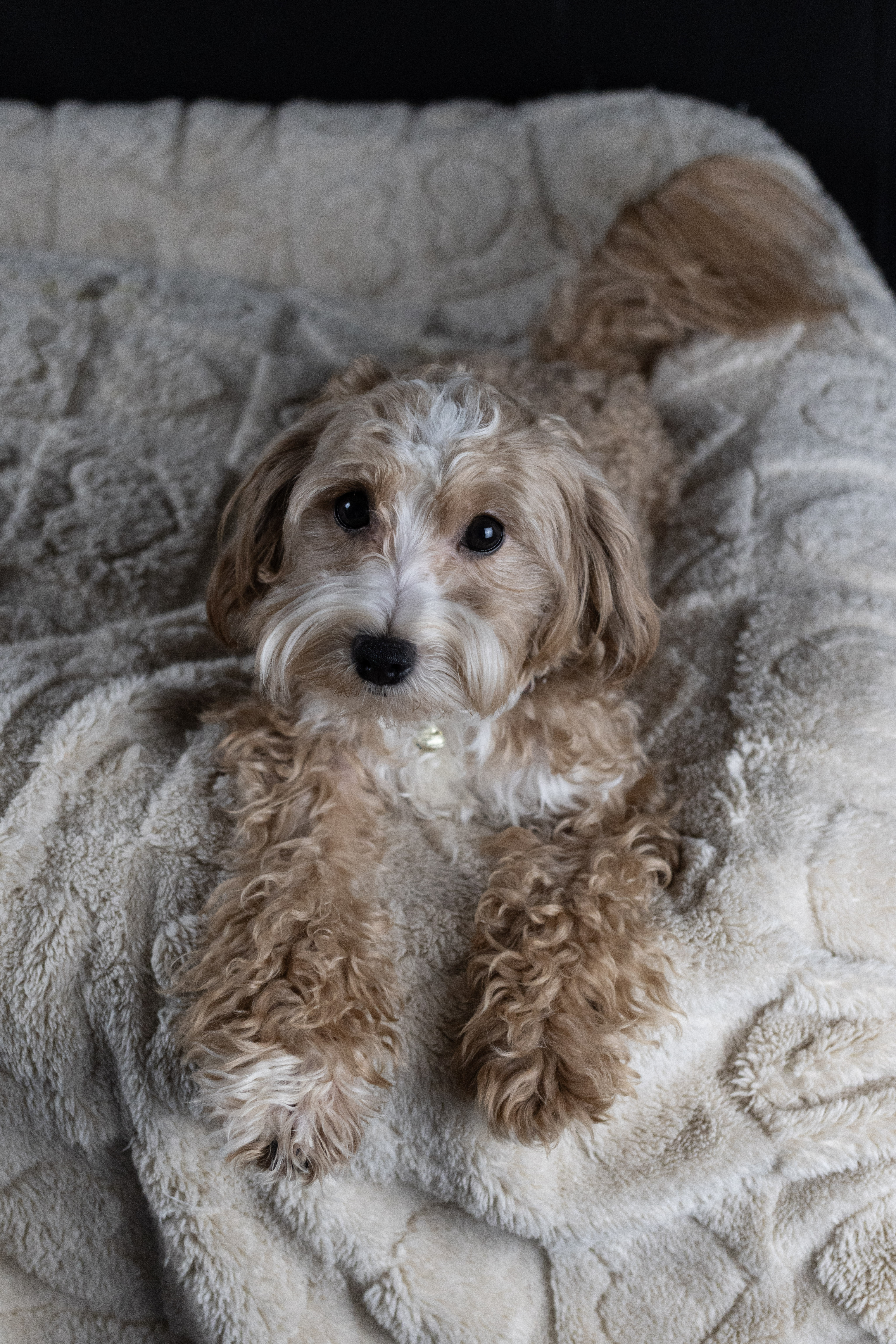 puppy, for, sale, Malti-Poos, Angel  Victor, dog, breeder, Brooklyn, NY, dog-breeder, puppy-for-sale, forsale, nearby, find, puppyfind, locator, puppylocator, aca