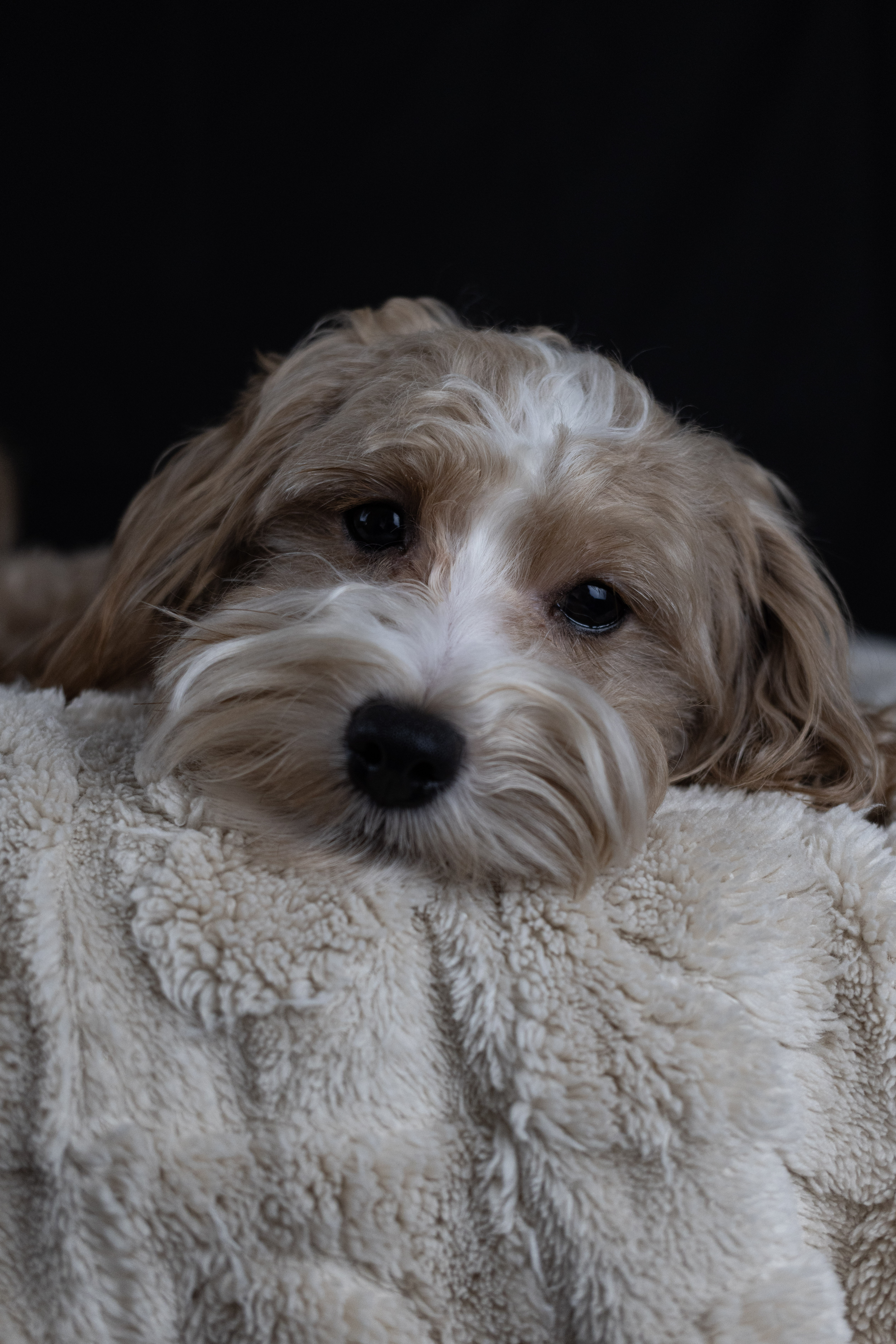puppy, for, sale, Malti-Poos, Angel  Victor, dog, breeder, Brooklyn, NY, dog-breeder, puppy-for-sale, forsale, nearby, find, puppyfind, locator, puppylocator, aca