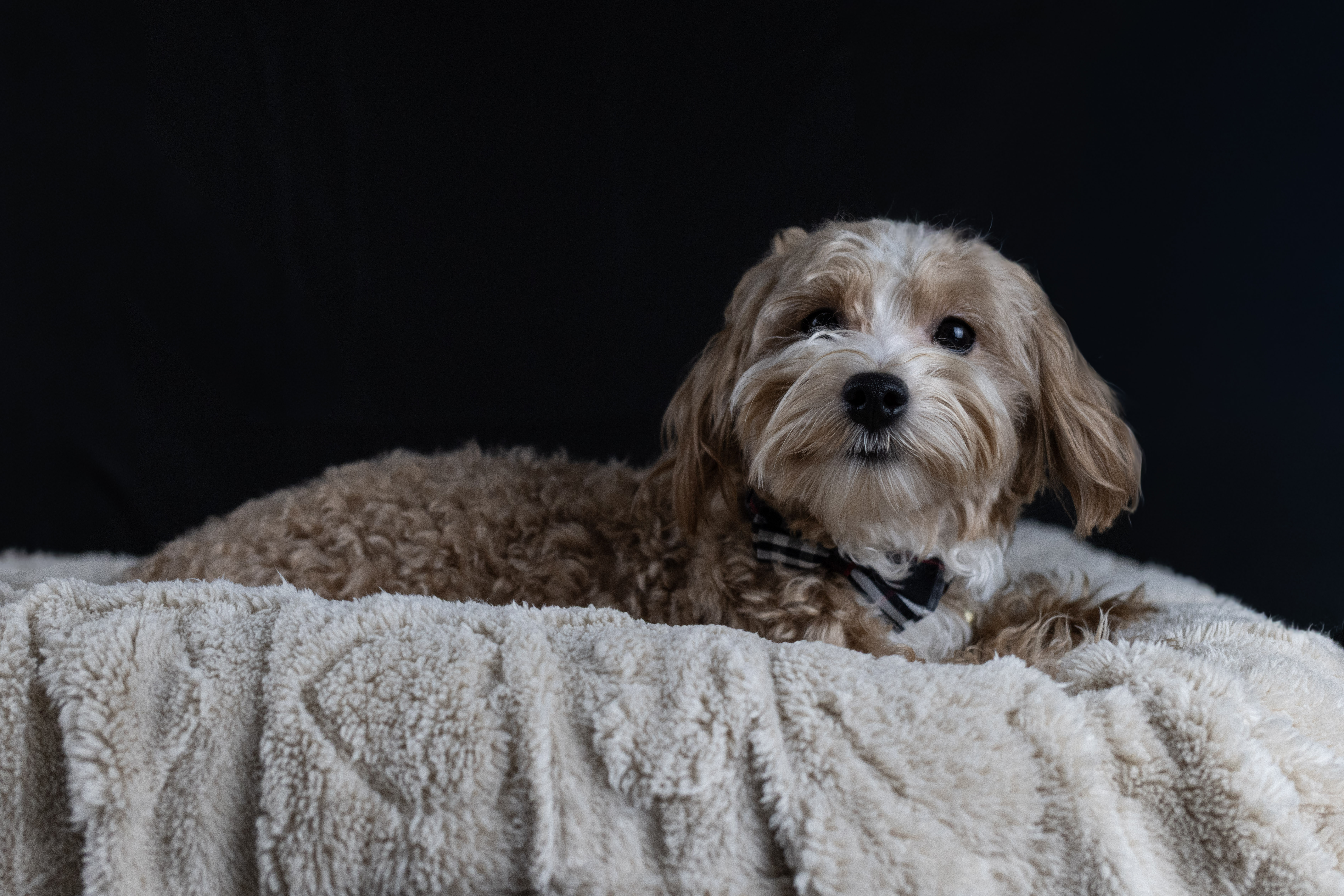 puppy, for, sale, Malti-Poos, Angel  Victor, dog, breeder, Brooklyn, NY, dog-breeder, puppy-for-sale, forsale, nearby, find, puppyfind, locator, puppylocator, aca