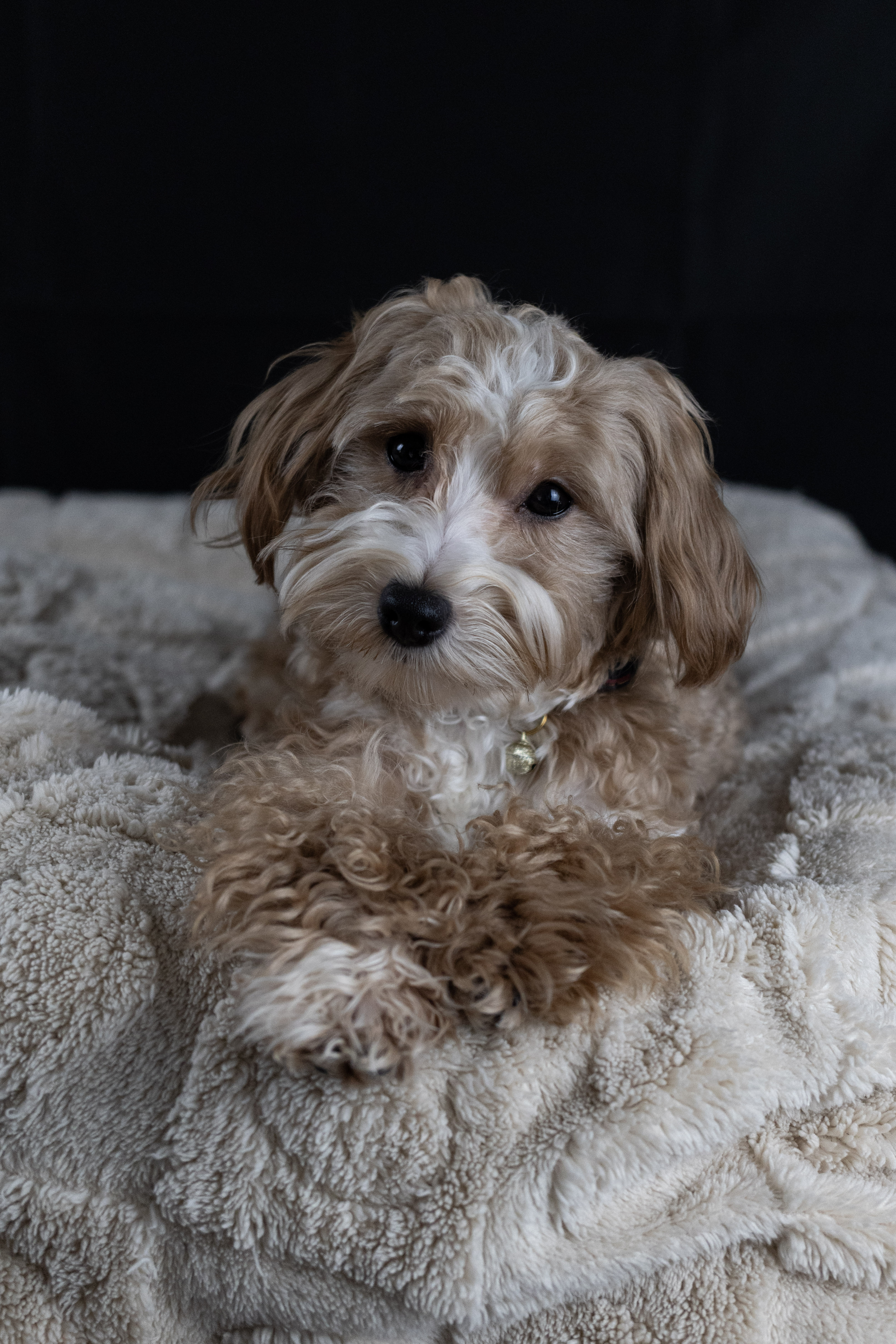 puppy, for, sale, Malti-Poos, Angel  Victor, dog, breeder, Brooklyn, NY, dog-breeder, puppy-for-sale, forsale, nearby, find, puppyfind, locator, puppylocator, aca
