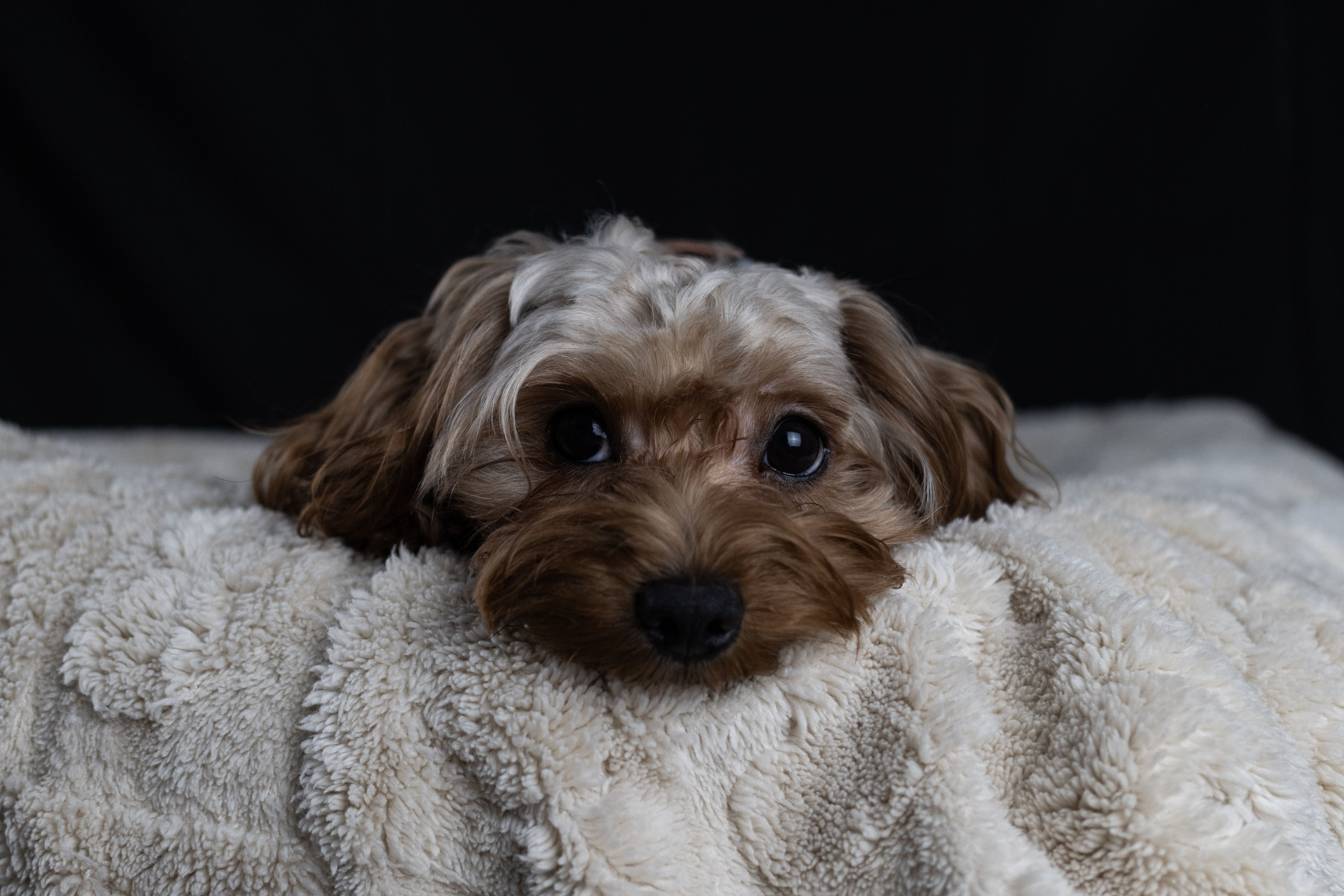puppy, for, sale, Malti-Poos, Angel  Victor, dog, breeder, Brooklyn, NY, dog-breeder, puppy-for-sale, forsale, nearby, find, puppyfind, locator, puppylocator, aca