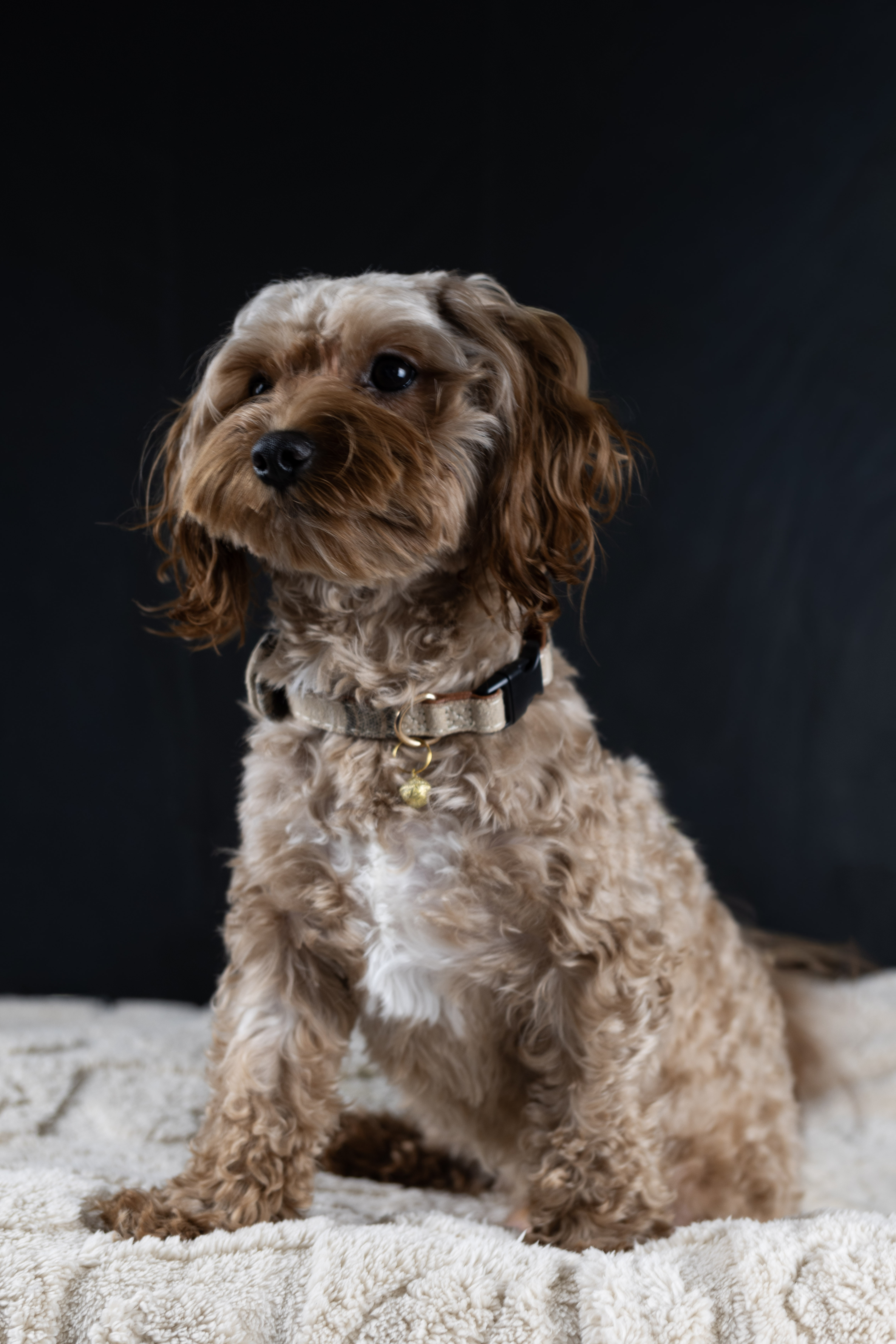 puppy, for, sale, Malti-Poos, Angel  Victor, dog, breeder, Brooklyn, NY, dog-breeder, puppy-for-sale, forsale, nearby, find, puppyfind, locator, puppylocator, aca