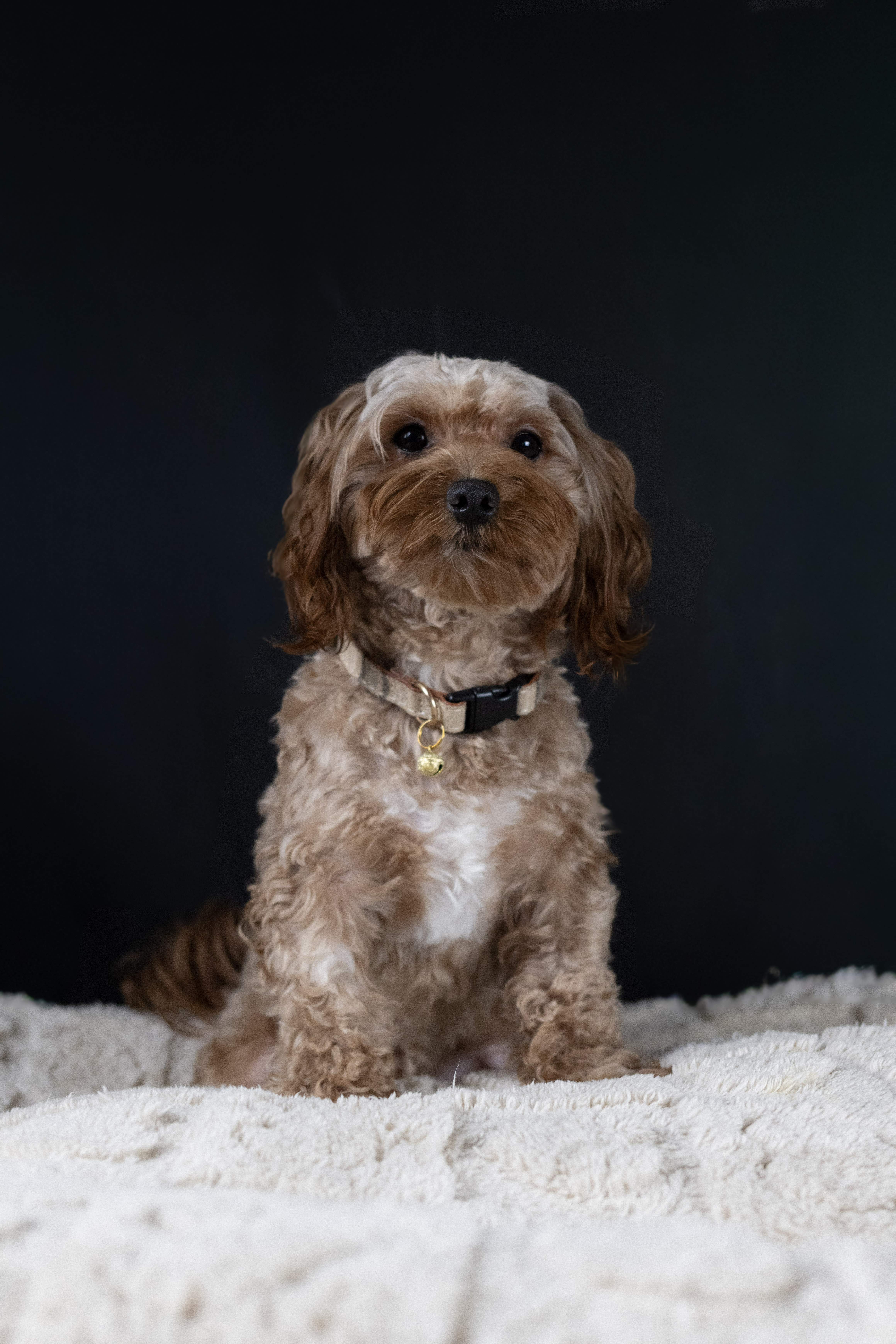 puppy, for, sale, Malti-Poos, Angel  Victor, dog, breeder, Brooklyn, NY, dog-breeder, puppy-for-sale, forsale, nearby, find, puppyfind, locator, puppylocator, aca