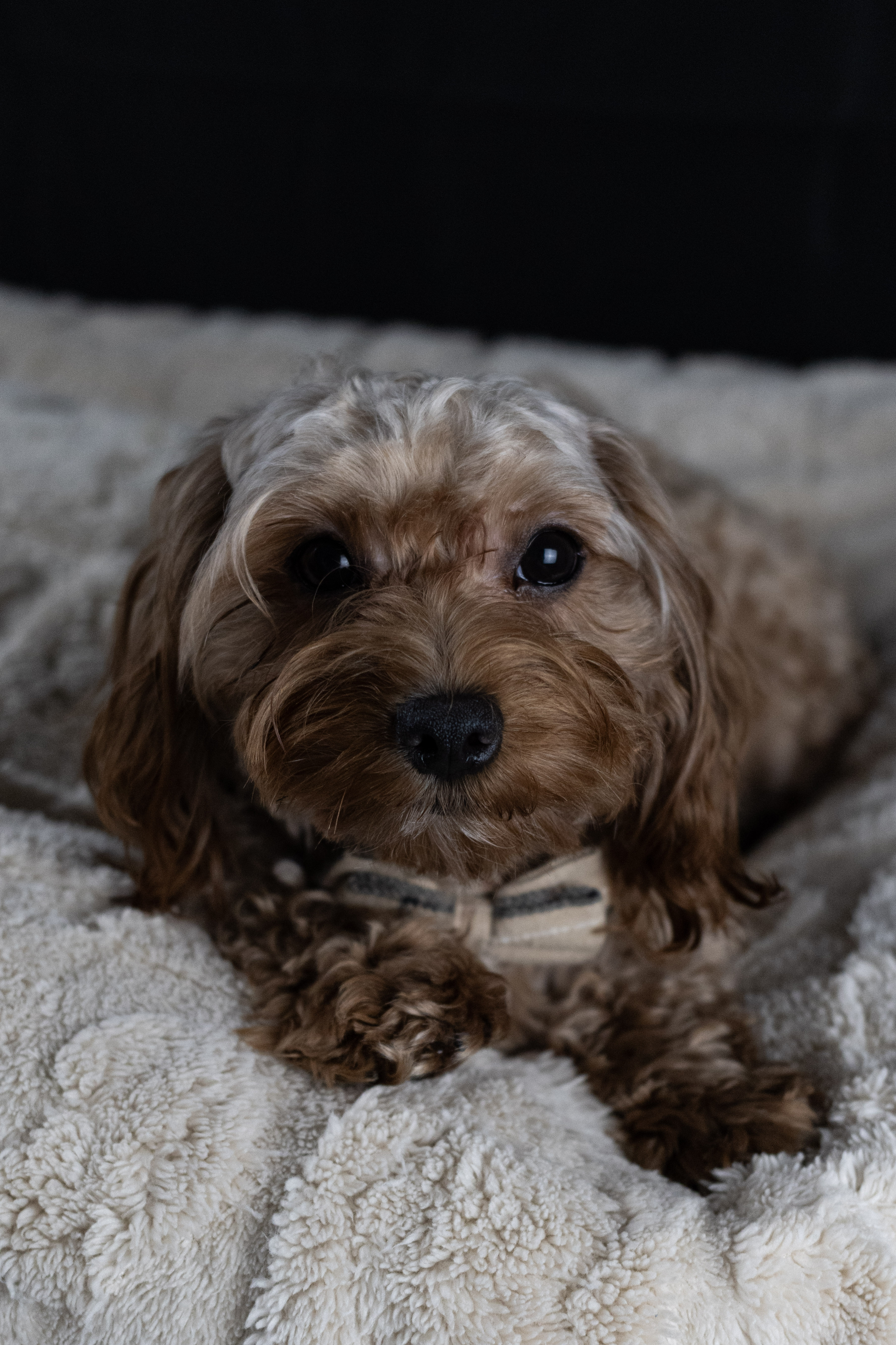puppy, for, sale, Malti-Poos, Angel  Victor, dog, breeder, Brooklyn, NY, dog-breeder, puppy-for-sale, forsale, nearby, find, puppyfind, locator, puppylocator, aca