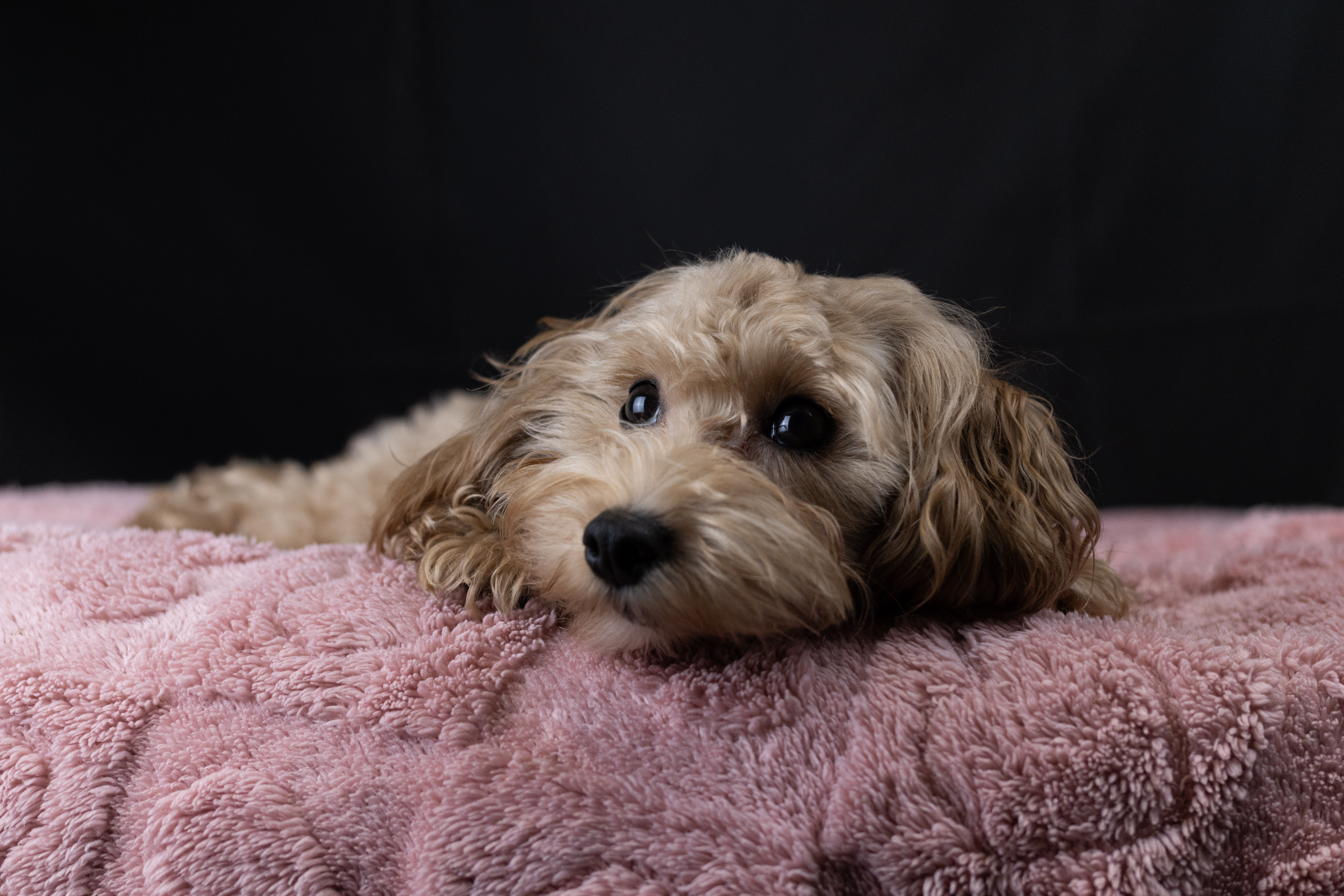 puppy, for, sale, Malti-Poos, Matthew B. Stoltzfus, dog, breeder, Brooklyn, NY, dog-breeder, puppy-for-sale, forsale, nearby, find, puppyfind, locator, puppylocator, aca