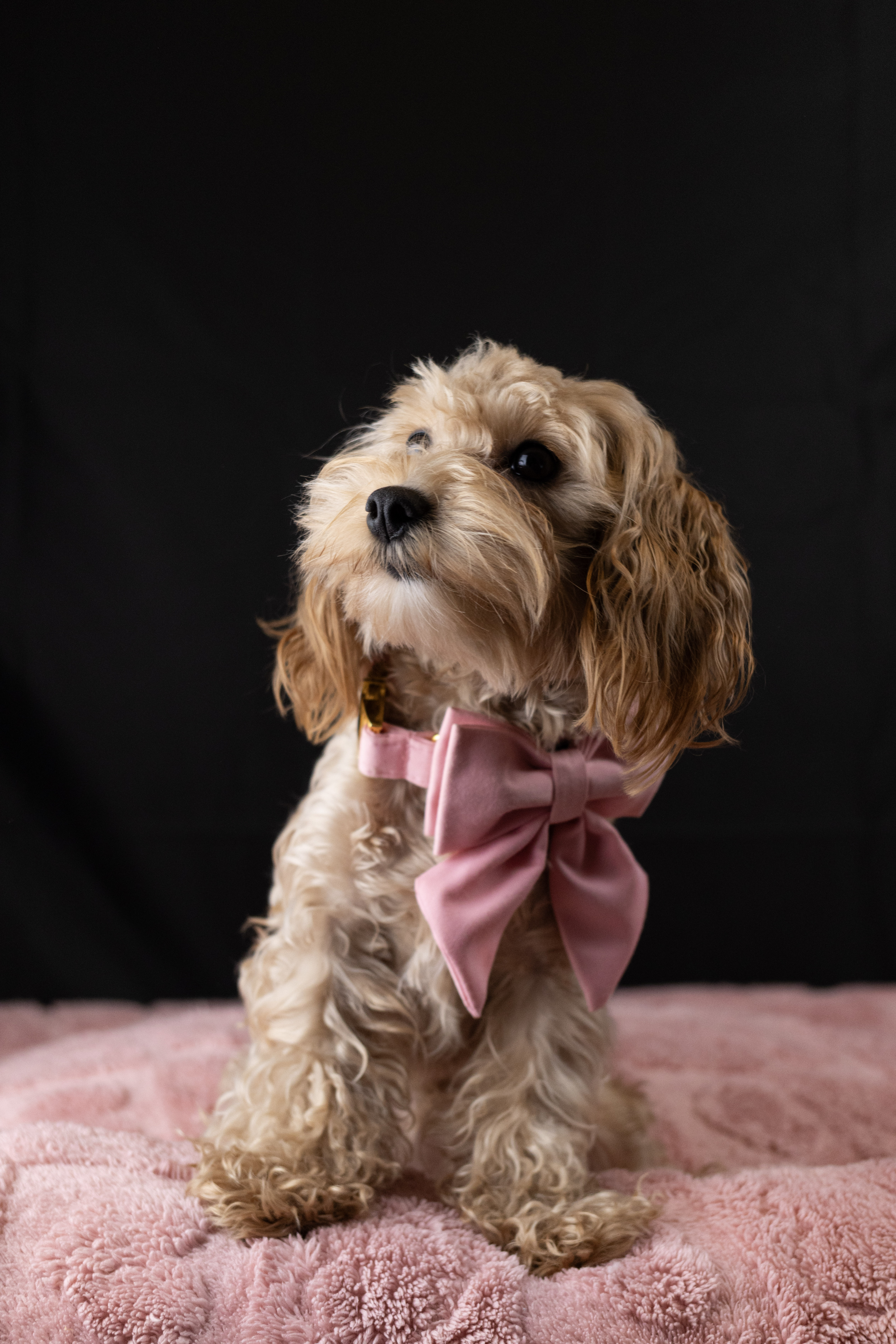 puppy, for, sale, Malti-Poos, Matthew B. Stoltzfus, dog, breeder, Brooklyn, NY, dog-breeder, puppy-for-sale, forsale, nearby, find, puppyfind, locator, puppylocator, aca