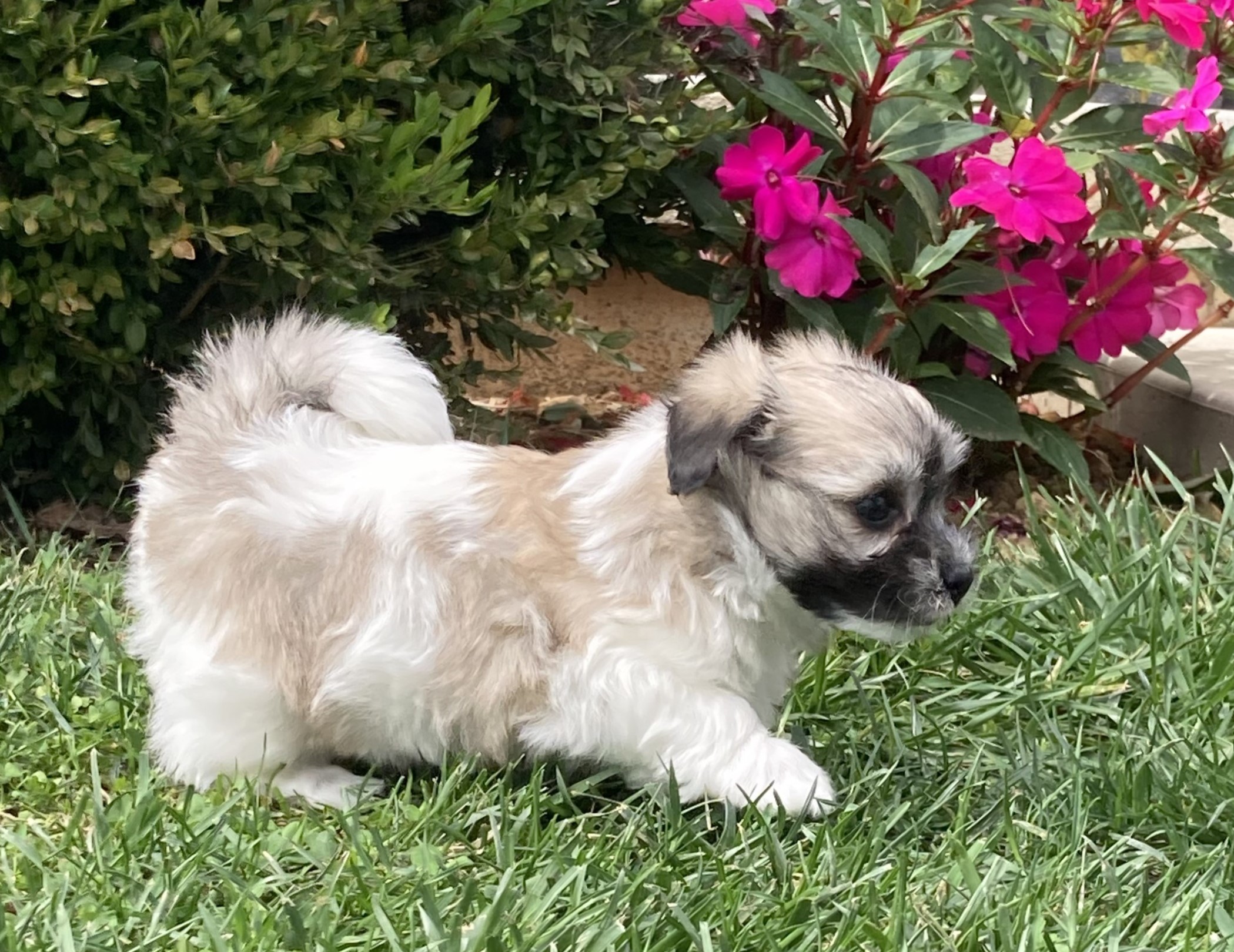 puppy, for, sale, Coton de Tulear,   Little Stream Estates LLC, dog, breeder, Lititz, PA, dog-breeder, puppy-for-sale, forsale, nearby, find, puppyfind, locator, puppylocator, aca