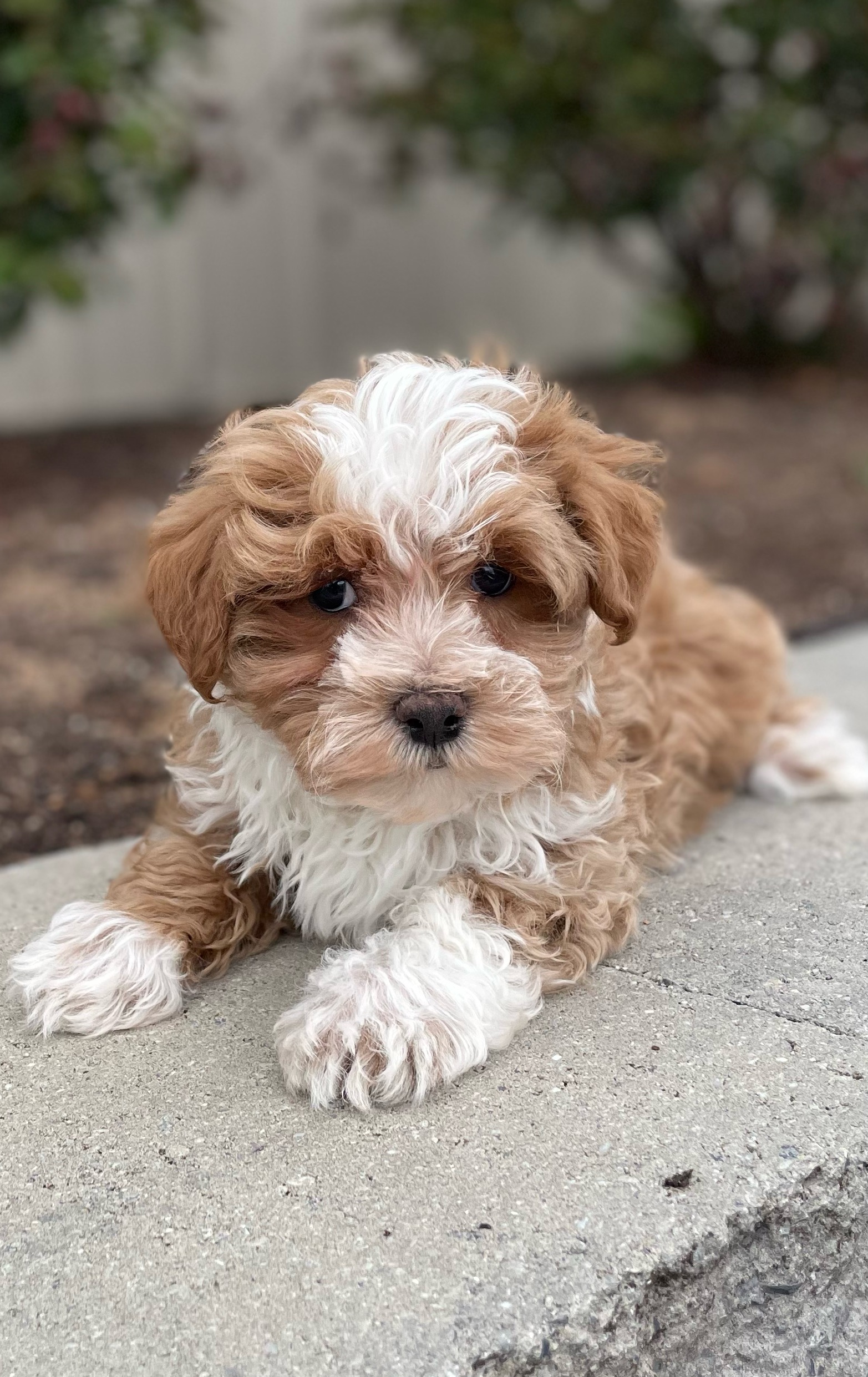 puppy, for, sale, Malti Poo, Curtis  Martin, dog, breeder, Seneca Falls, NY, dog-breeder, puppy-for-sale, forsale, nearby, find, puppyfind, locator, puppylocator, aca