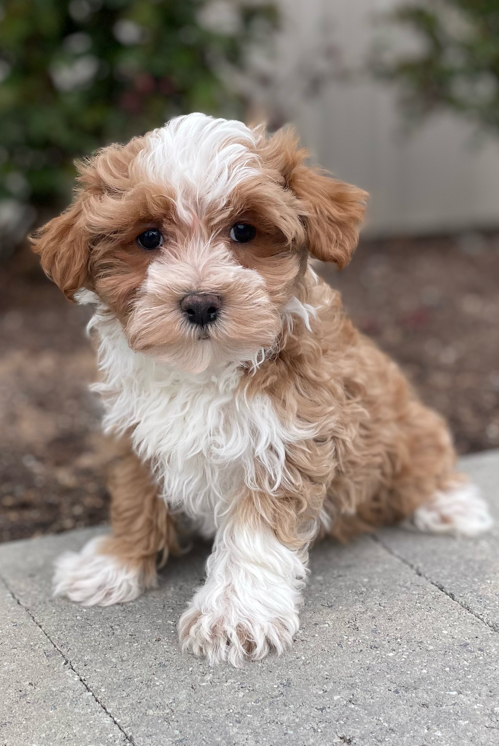 puppy, for, sale, Malti Poo, Curtis  Martin, dog, breeder, Seneca Falls, NY, dog-breeder, puppy-for-sale, forsale, nearby, find, puppyfind, locator, puppylocator, aca