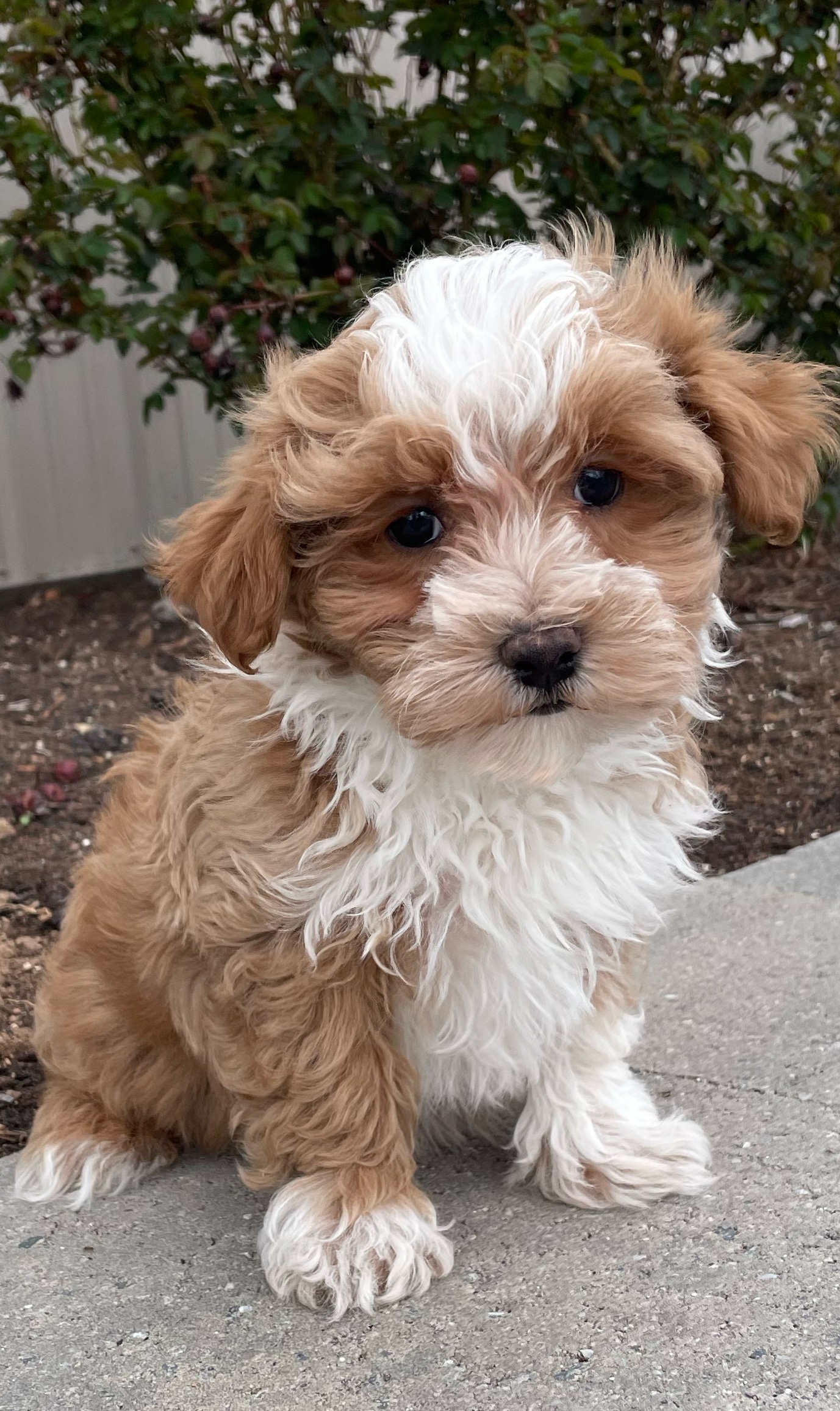 puppy, for, sale, Malti Poo, Curtis  Martin, dog, breeder, Seneca Falls, NY, dog-breeder, puppy-for-sale, forsale, nearby, find, puppyfind, locator, puppylocator, aca