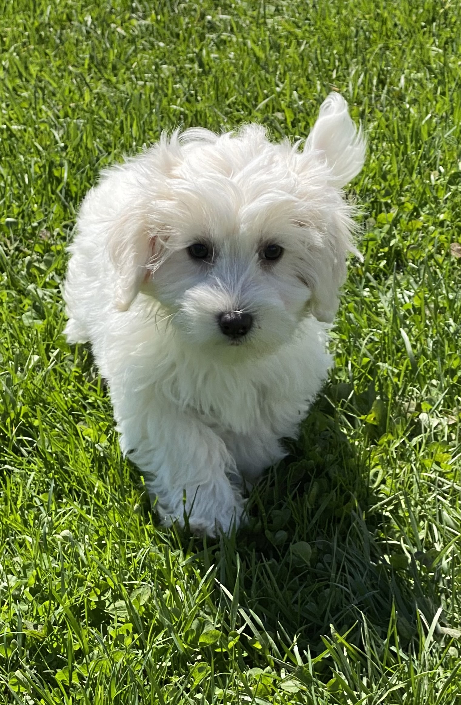 puppy, for, sale, Coton de Tulear, Curtis  Martin, dog, breeder, Seneca Falls, NY, dog-breeder, puppy-for-sale, forsale, nearby, find, puppyfind, locator, puppylocator, aca