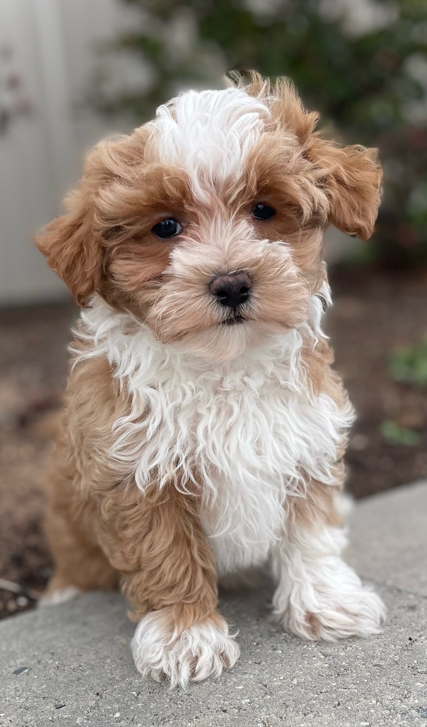 puppy, for, sale, Malti Poo, Curtis  Martin, dog, breeder, Seneca Falls, NY, dog-breeder, puppy-for-sale, forsale, nearby, find, puppyfind, locator, puppylocator, aca
