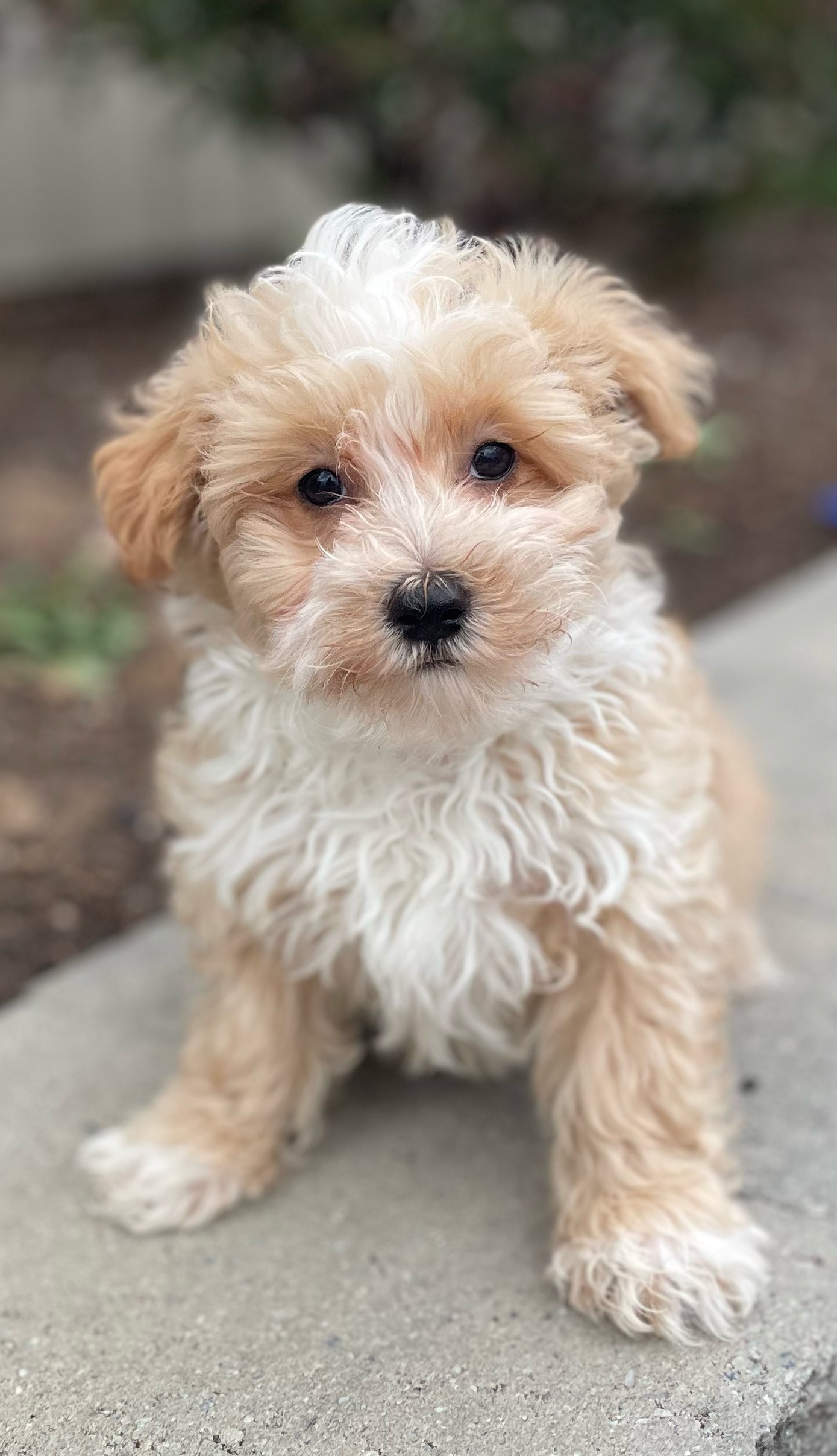 puppy, for, sale, Malti Poo, Curtis  Martin, dog, breeder, Seneca Falls, NY, dog-breeder, puppy-for-sale, forsale, nearby, find, puppyfind, locator, puppylocator, aca