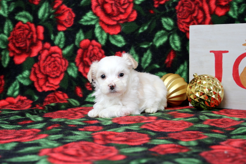 puppy, for, sale, Maltipoo, Matthew B. Stoltzfus, dog, breeder, Gap, PA, dog-breeder, puppy-for-sale, forsale, nearby, find, puppyfind, locator, puppylocator, aca
